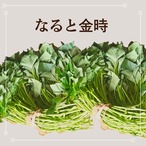 なると金時苗　100本（50本×2束）