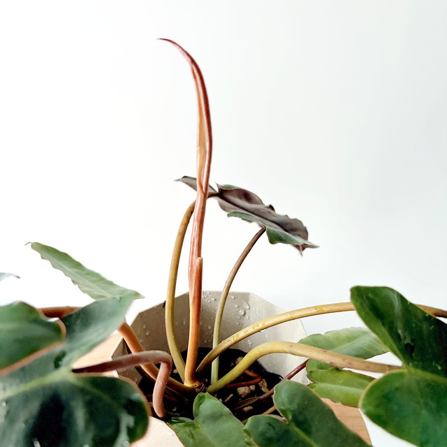 フィロデンドロン ビレッタエ 観葉植物 calm cafe