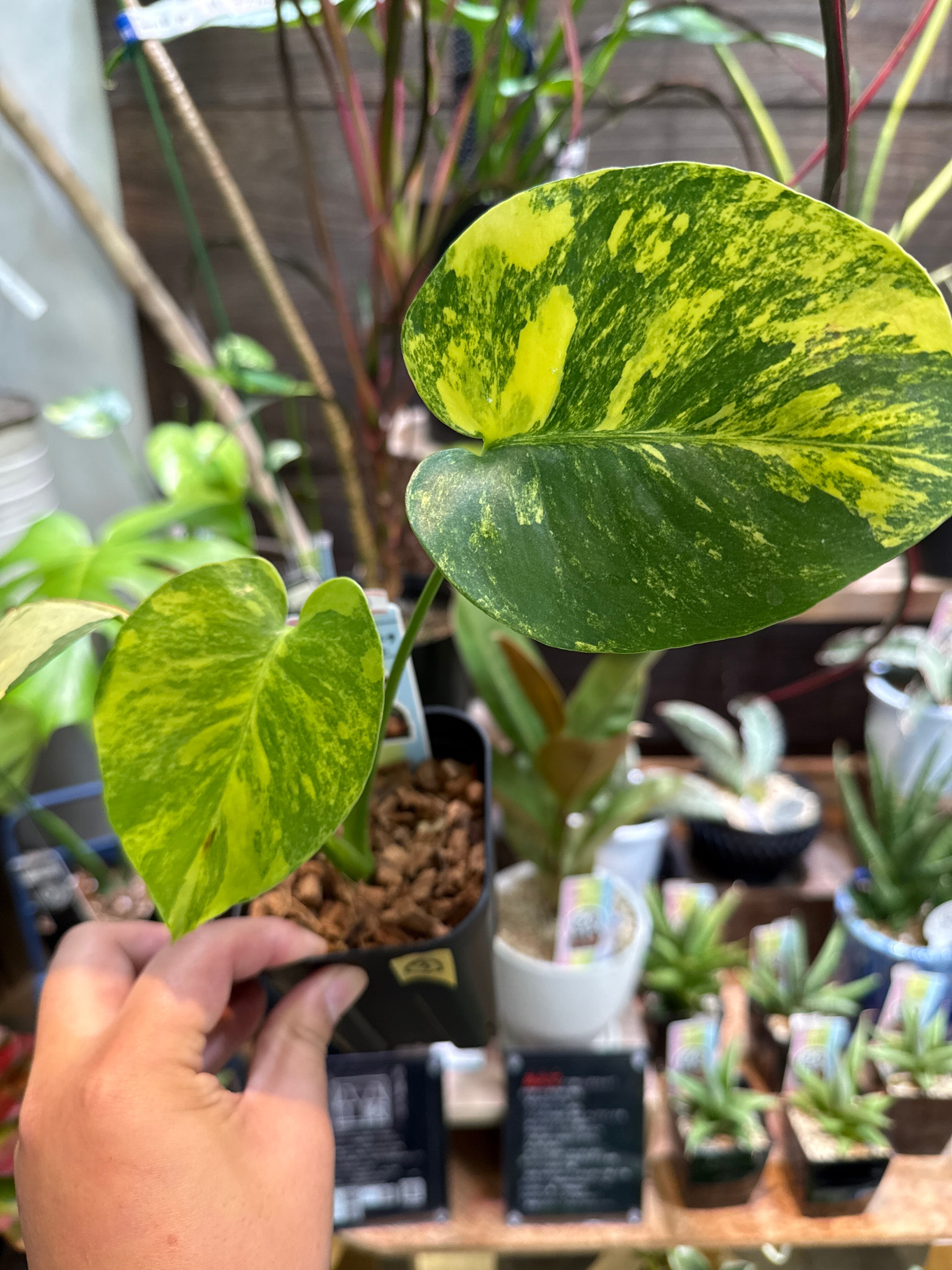 ③ モンステラ D. 