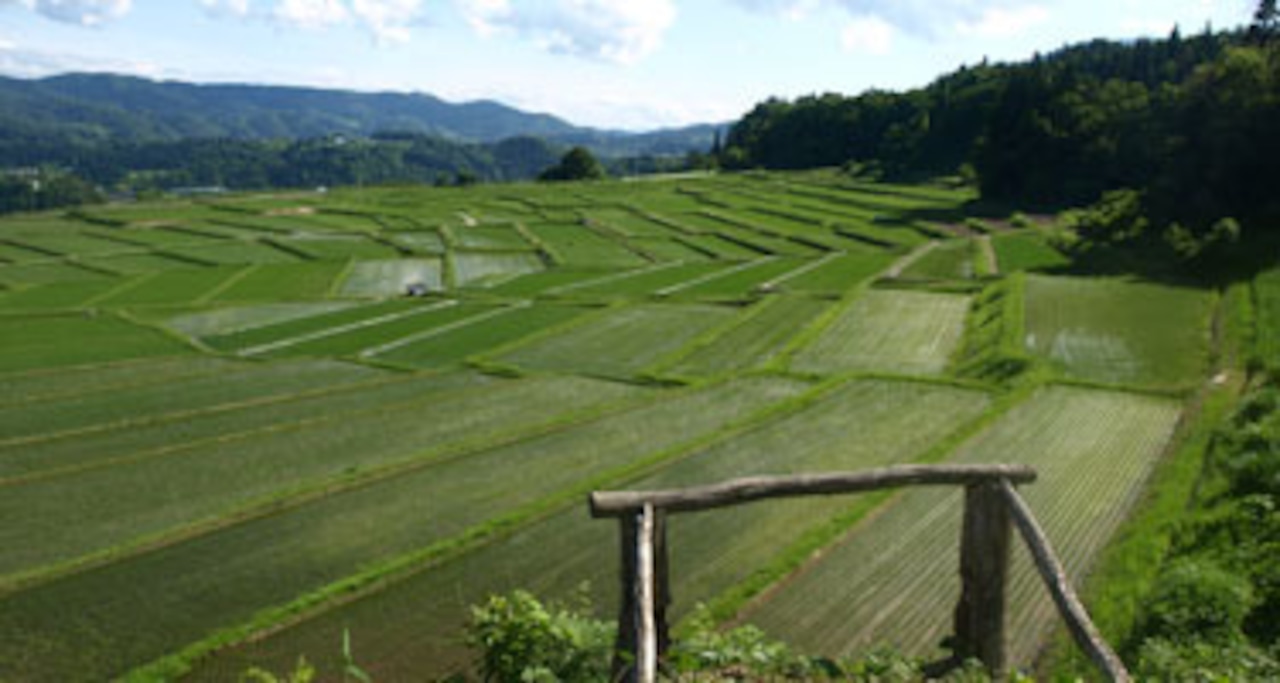 【令和5年産】山形県 「椹平(くぬぎだいら)はえぬき」（白米／玄米 5kg）