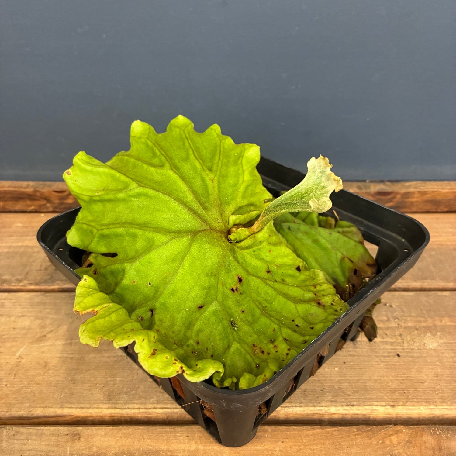 秋の植え替えフェア対象】【伊藤蟻】ビカクシダ リドレイ (wide fronds