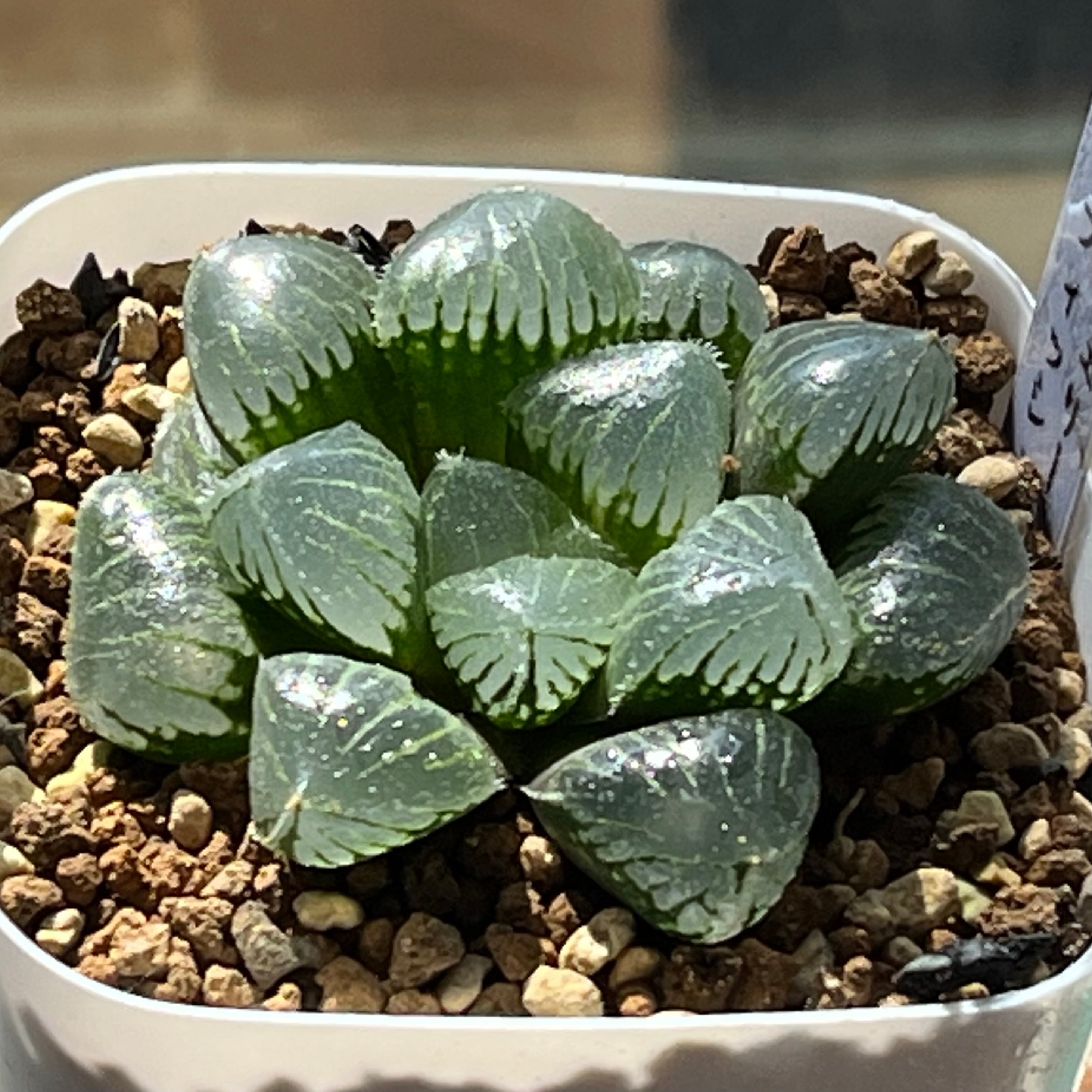 ハオルチア 花狐錦 | mocono_plants