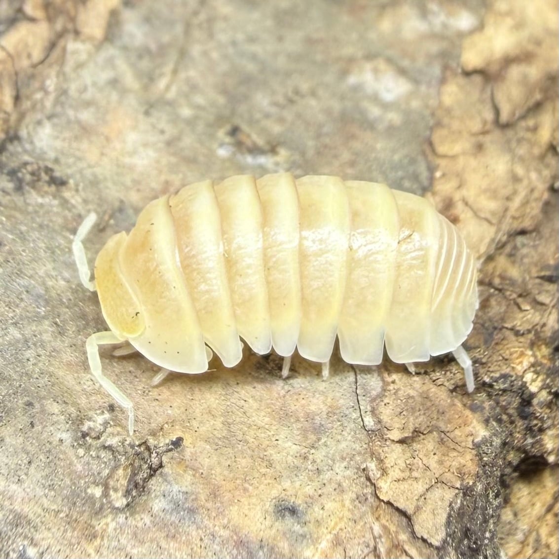 ダンゴムシ | 昆虫ショップ BUG FOREST 【カブト、クワガタ