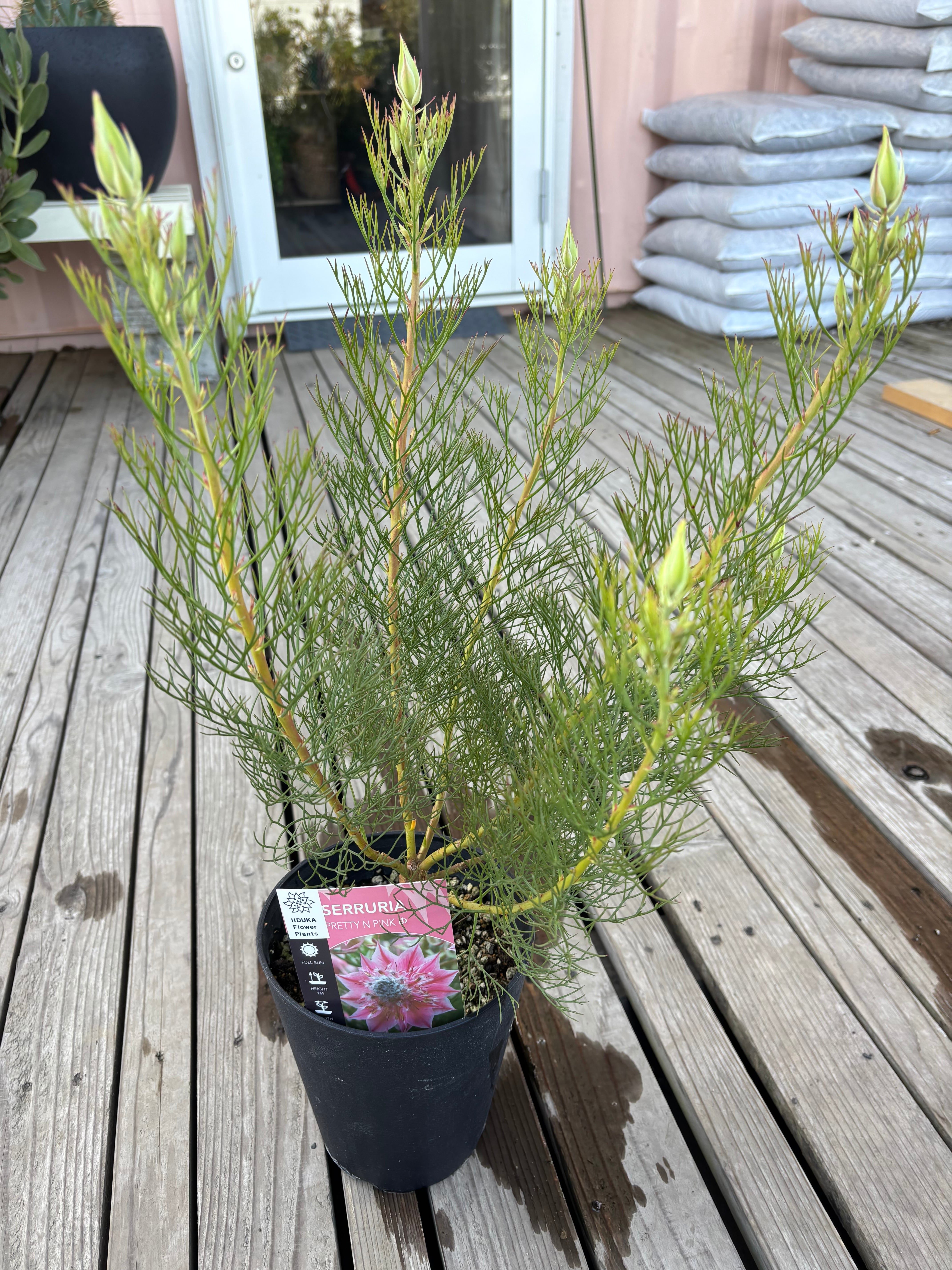 ペトロフィル エリシフォリア② | MELLOW Plants & Coffee