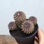Copiapoa tenuissima【コピアポア・テヌイシマ】