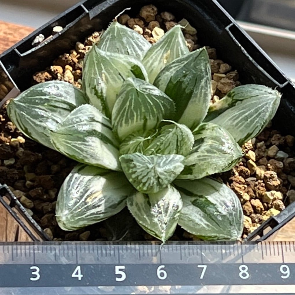 ハオルチア 三仙寿錦 ハオルチア 三仙寿錦 | mocono_plants