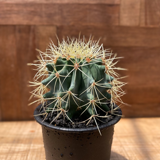 Ferocactus glaucescens【フェロカクタス・王冠竜・実生】