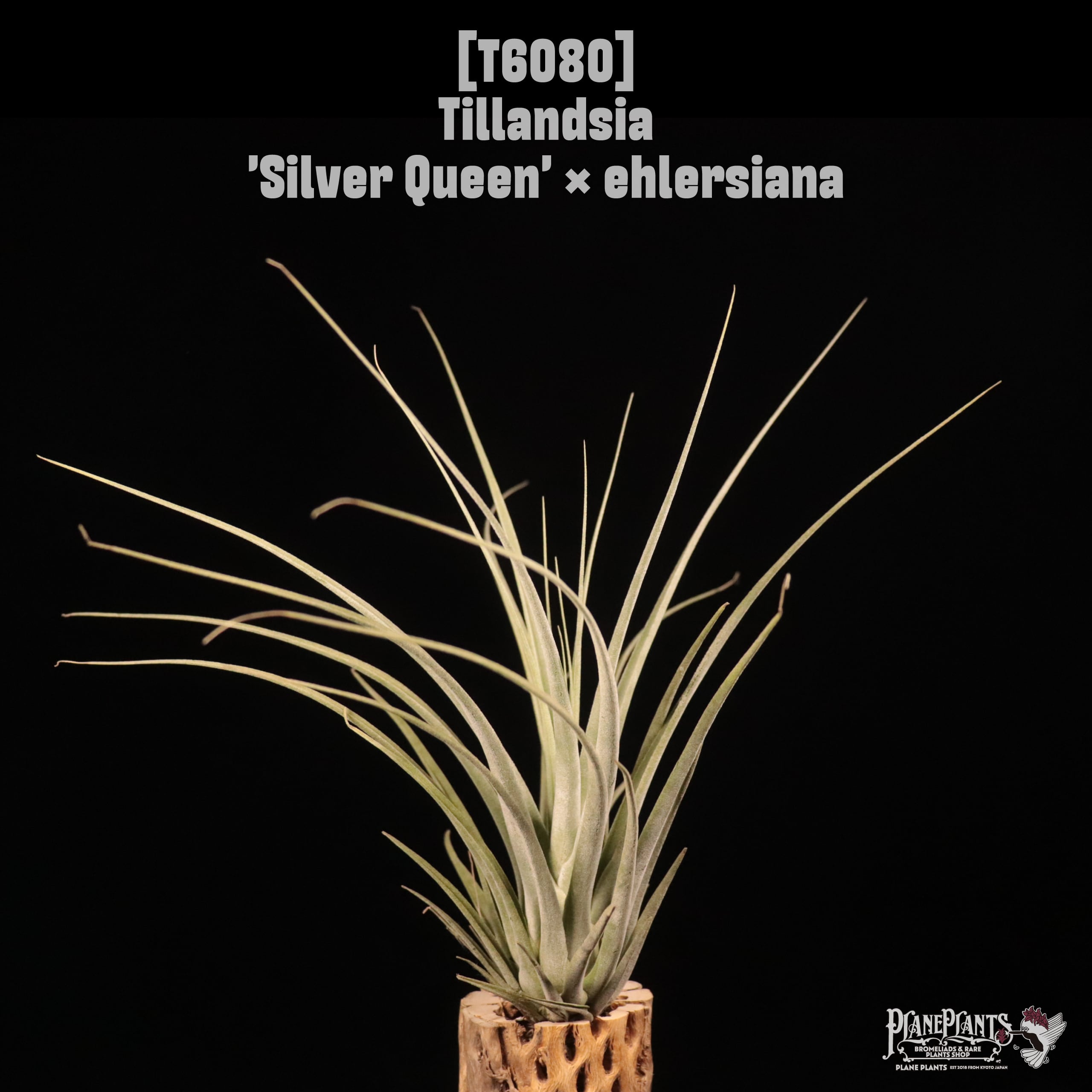 Tillandsia 'Silver Queen' × ehlersiana〔ティランジア〕T6080