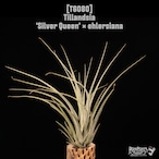 Tillandsia 'Silver Queen' × ehlersiana〔ティランジア〕T6080
