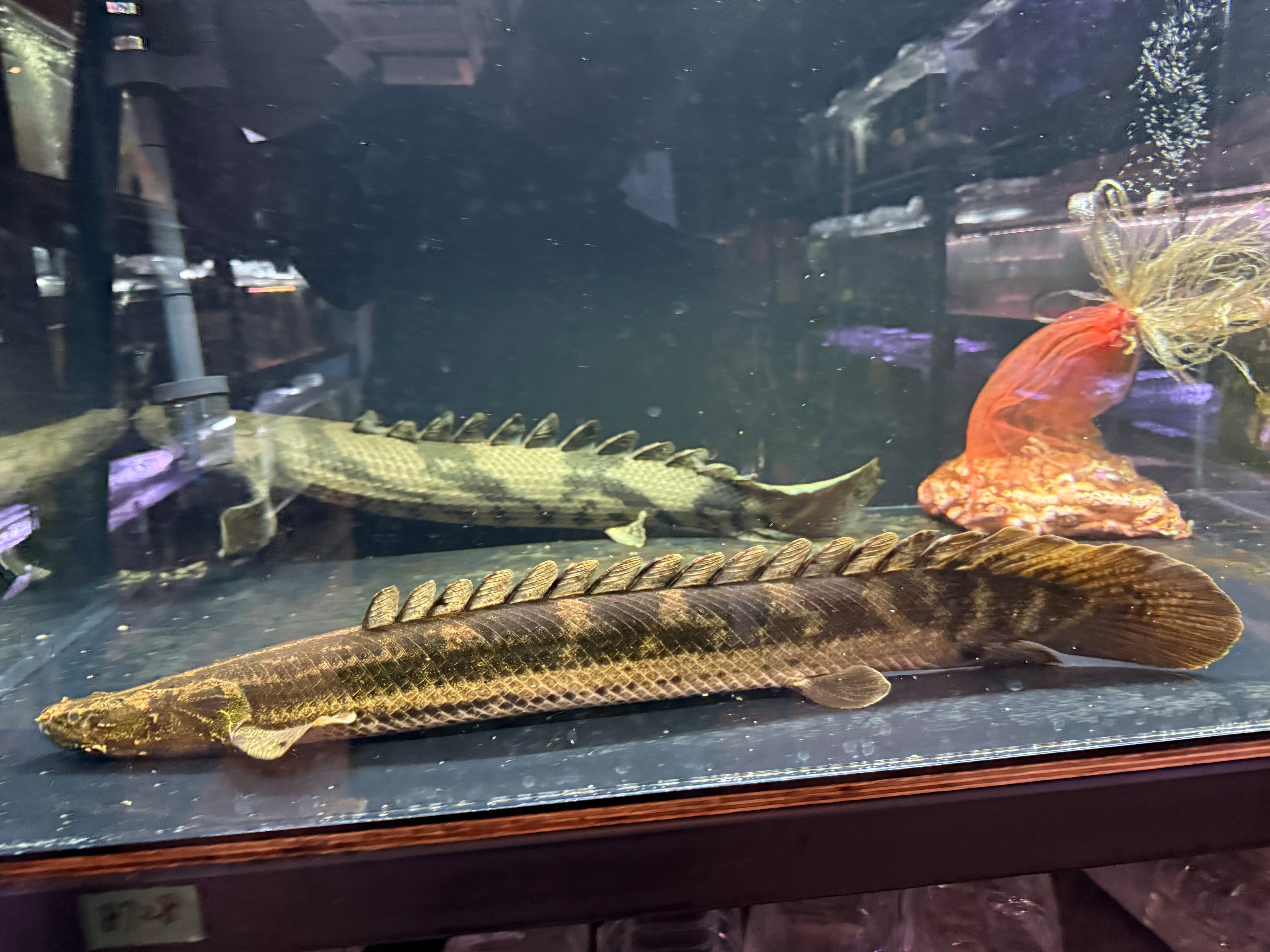 中古水槽 1200×450×450 ガラス水槽上部セット 美品 引取りor納品限定