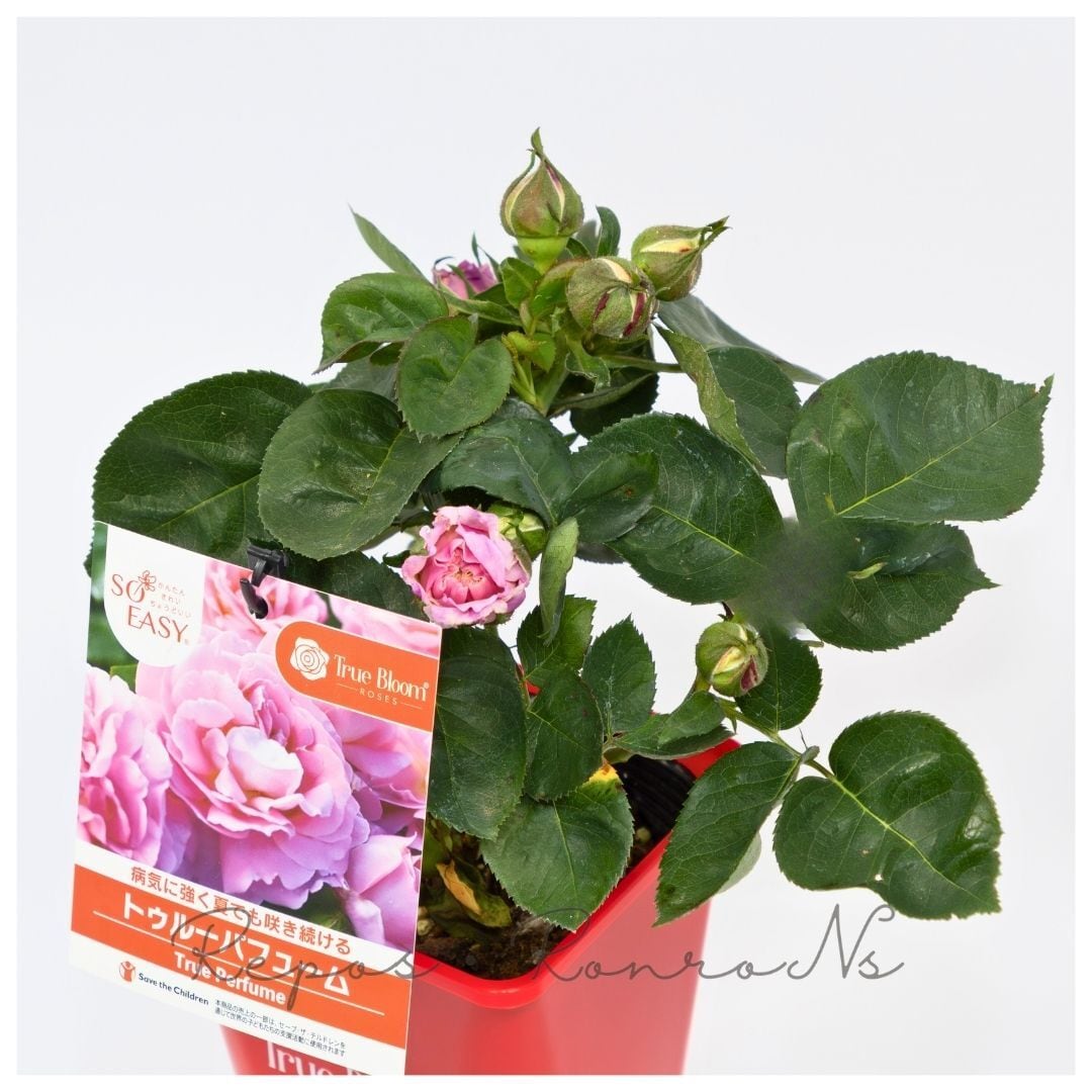 バラ：トゥルーブルーム・パフューム（4号鉢）薔薇 バラ苗 四季咲き