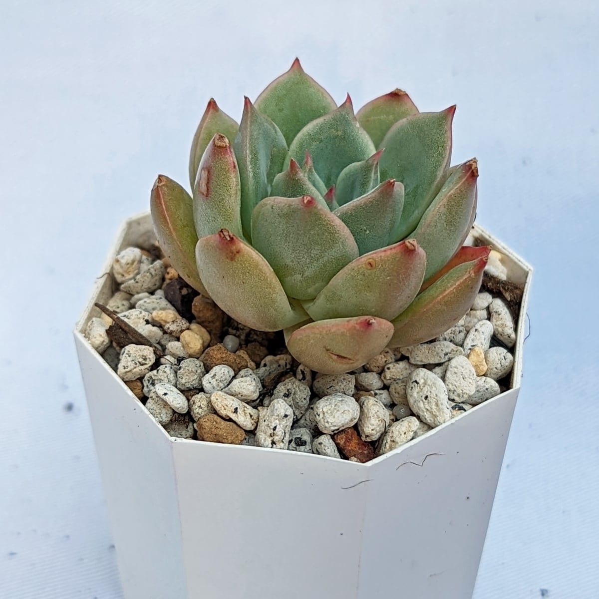 韓国多肉植物 韓国苗 エケベリア Echeveria 14-5 グリーン 韓国多肉植物 韓国苗 エケベリア Echeveria 14-5 グリーン