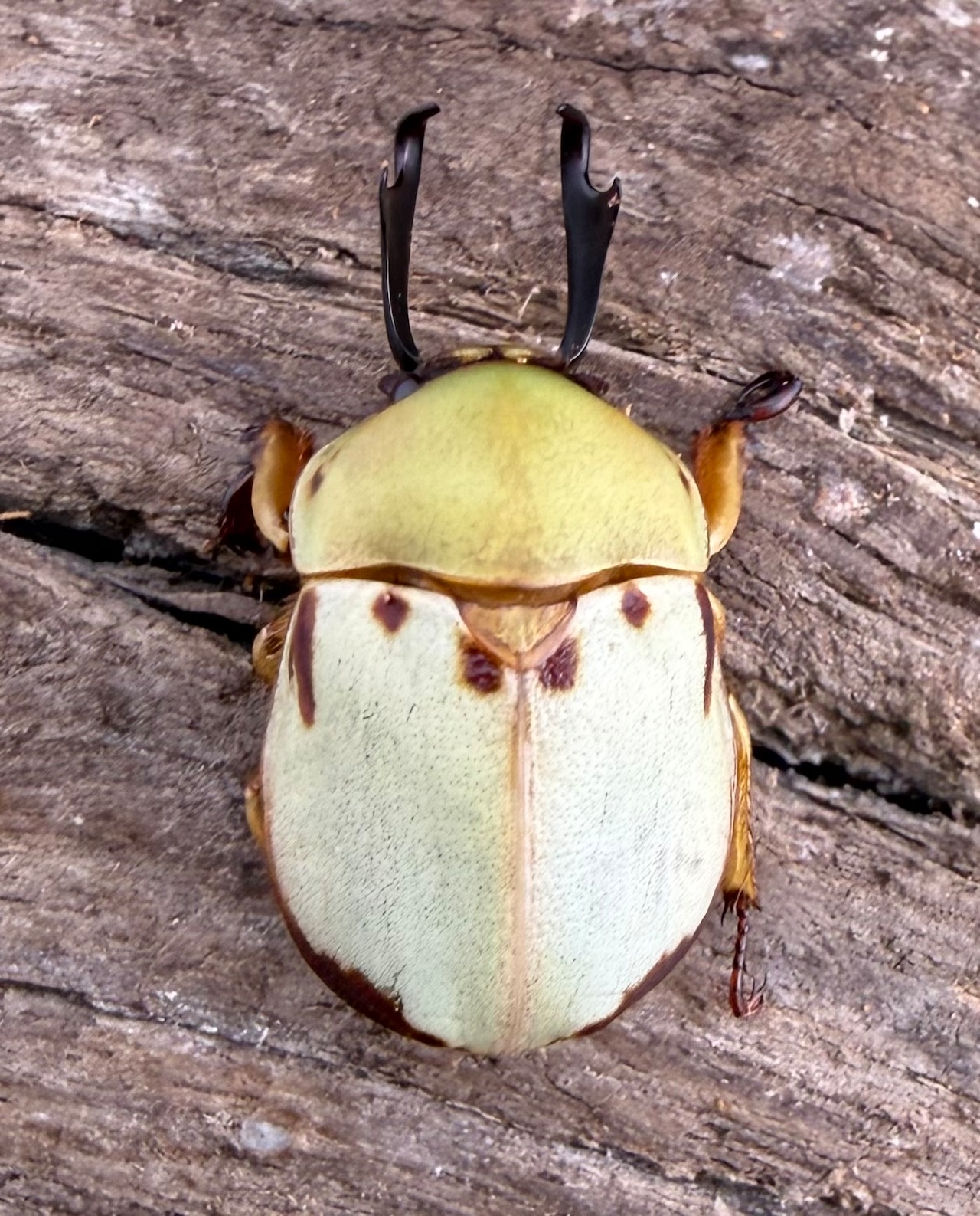 《カツラクワガタコガネ 21mm ペア》