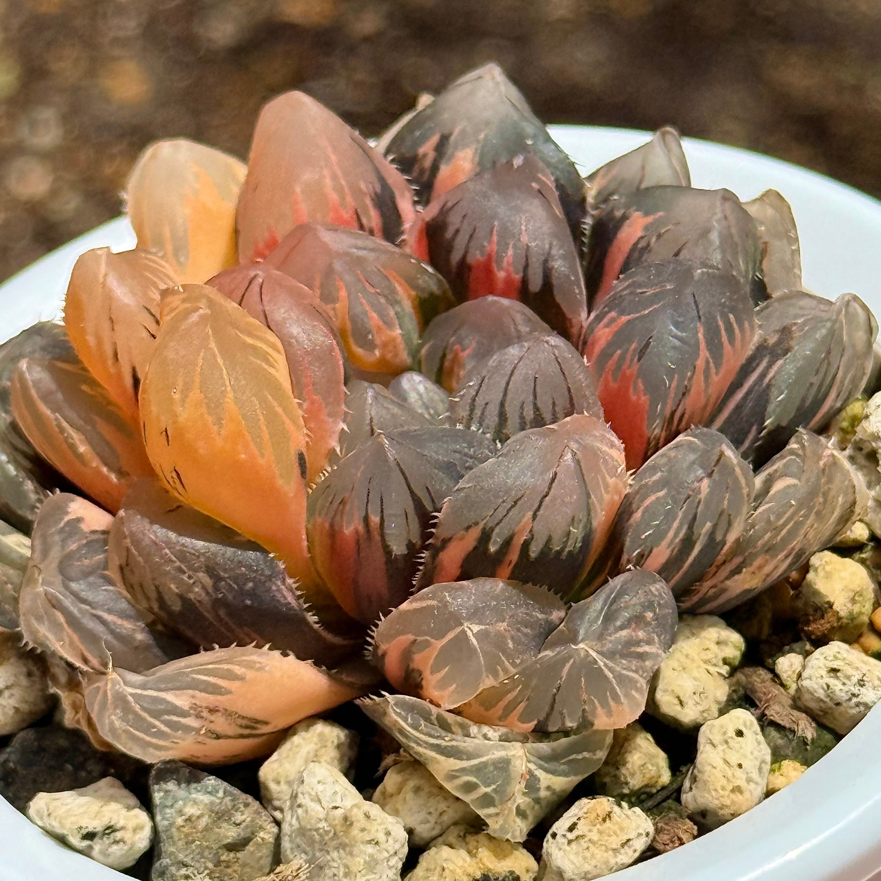 紫王オブツーサ錦 B157 糊斑超美株 | 珍しいハオ楽園