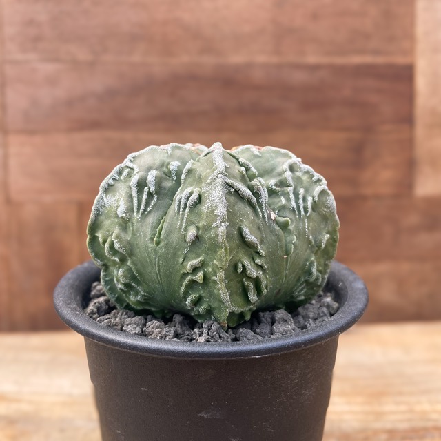 Astrophytum 特良複隆ヘキラン・実生