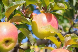 ぐんま名月 ５ｋｇ家庭用