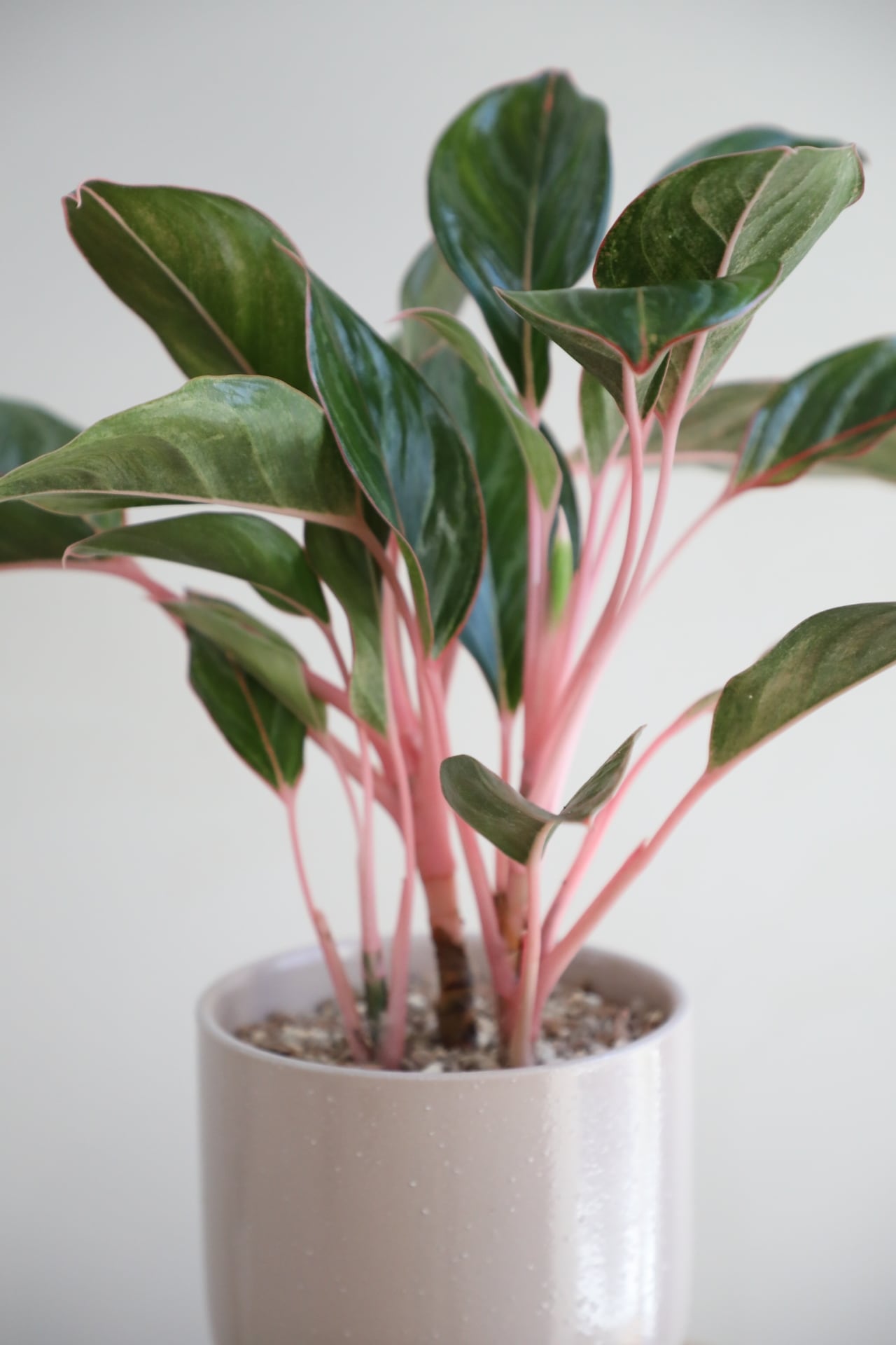 M】【希少】アグラオネマ モンコンファイ/Aglaonema | 【厳選植物・器