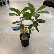 スワンブ　バンクシア【533】