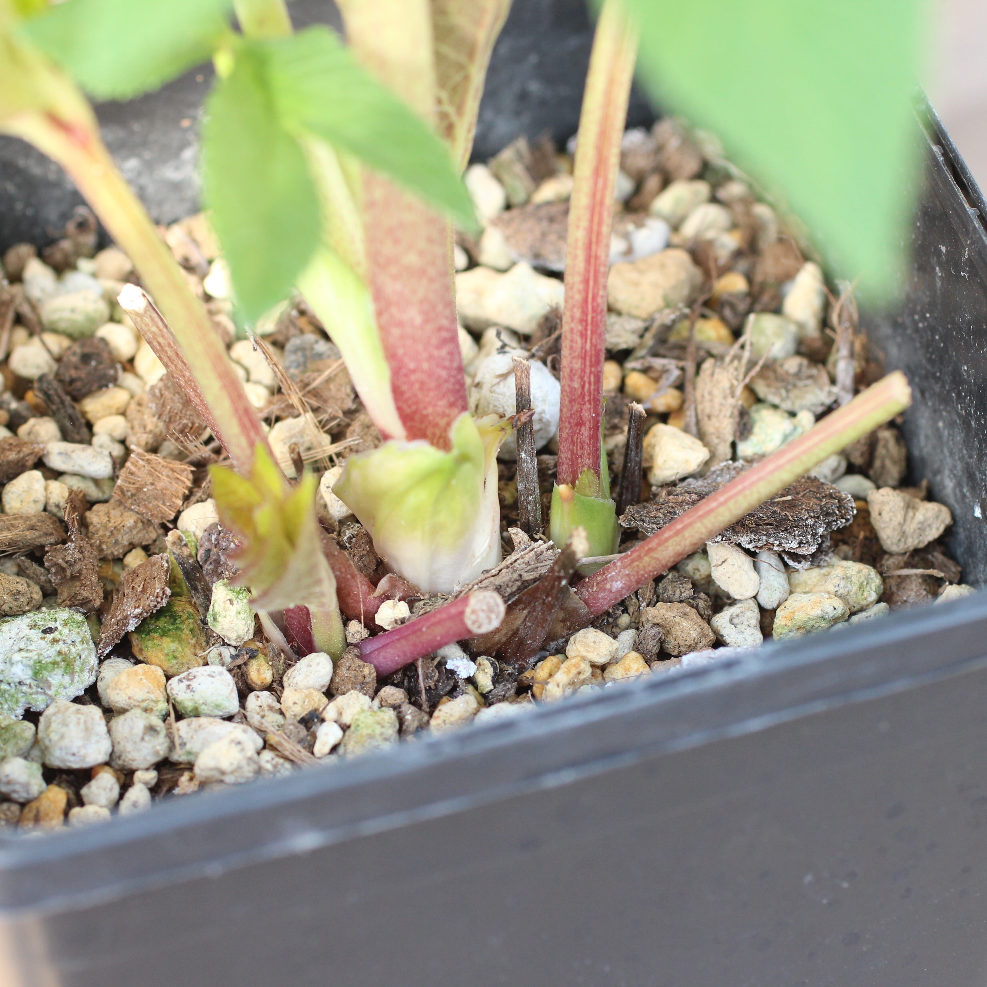 WS26-044 クリスマスローズ ウィンターシンフォニー オーレア系