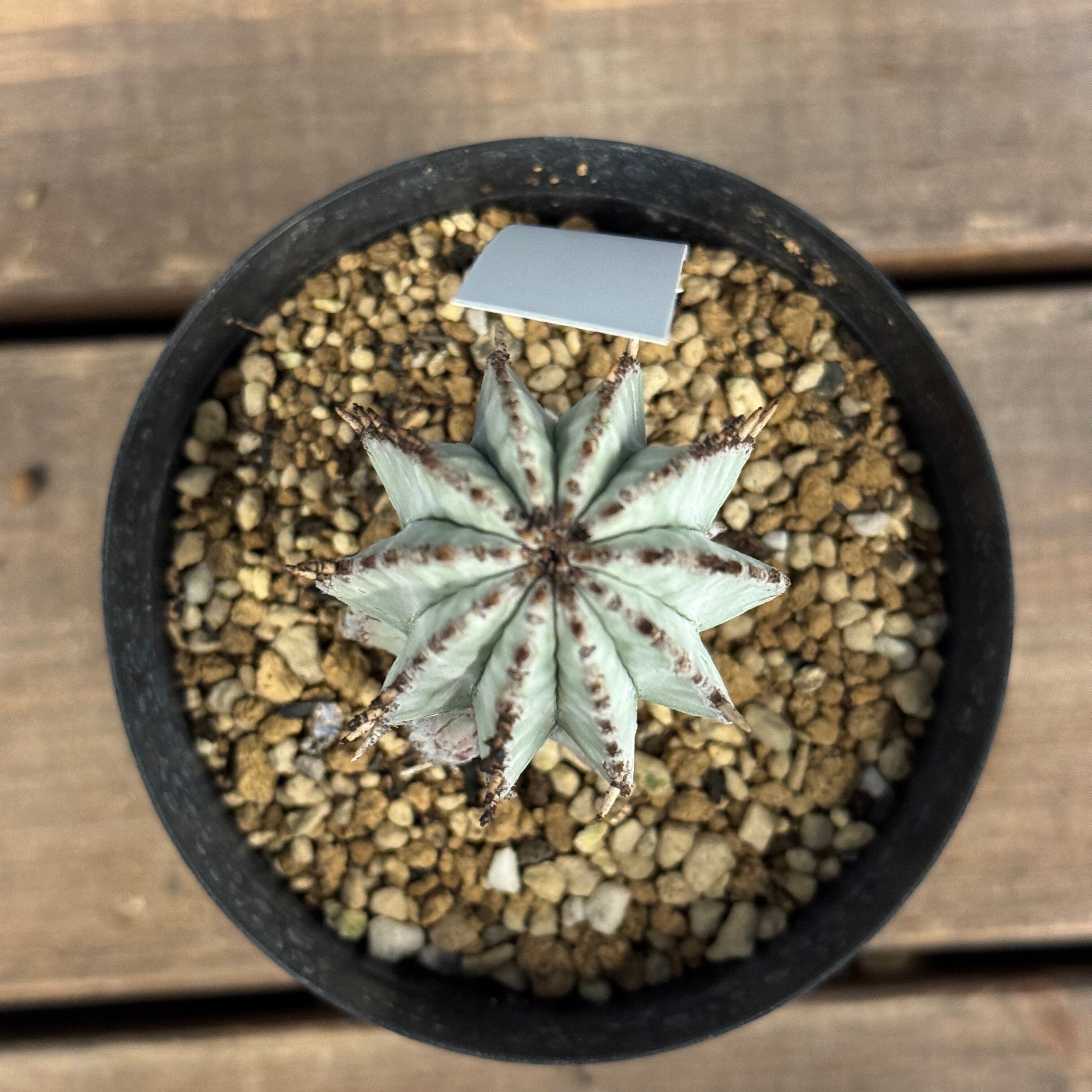 ユーフォルビア 白衣ホリダ【695】 | PROTOLEAF プロトリーフ