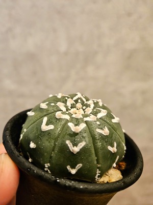 Astrophytum asterias Vtype  アストロフィツム スーパー兜 V 【artPLANTs】