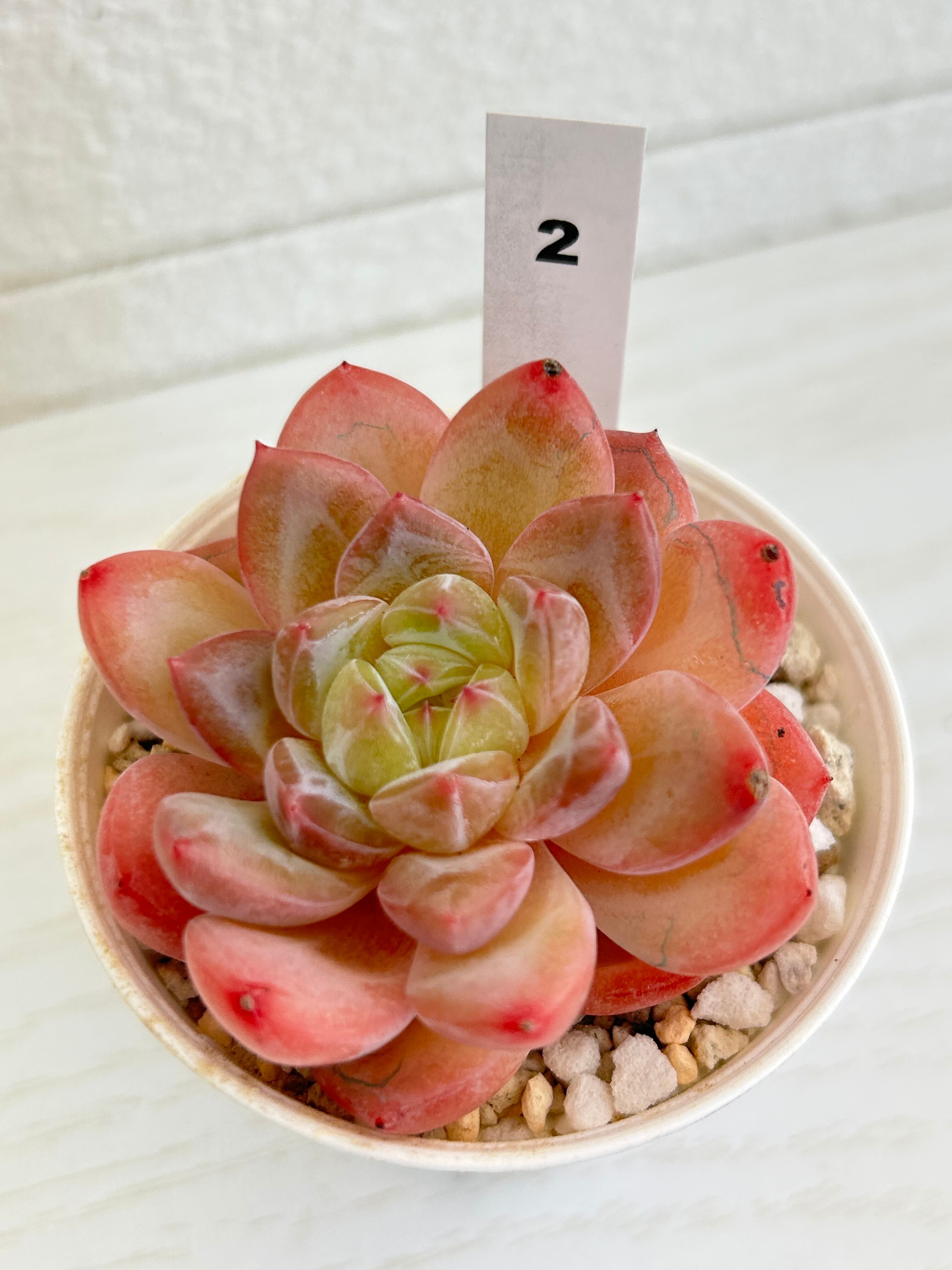 輸入苗 ☆アメイジンググレイス × コールドブーケ No.2