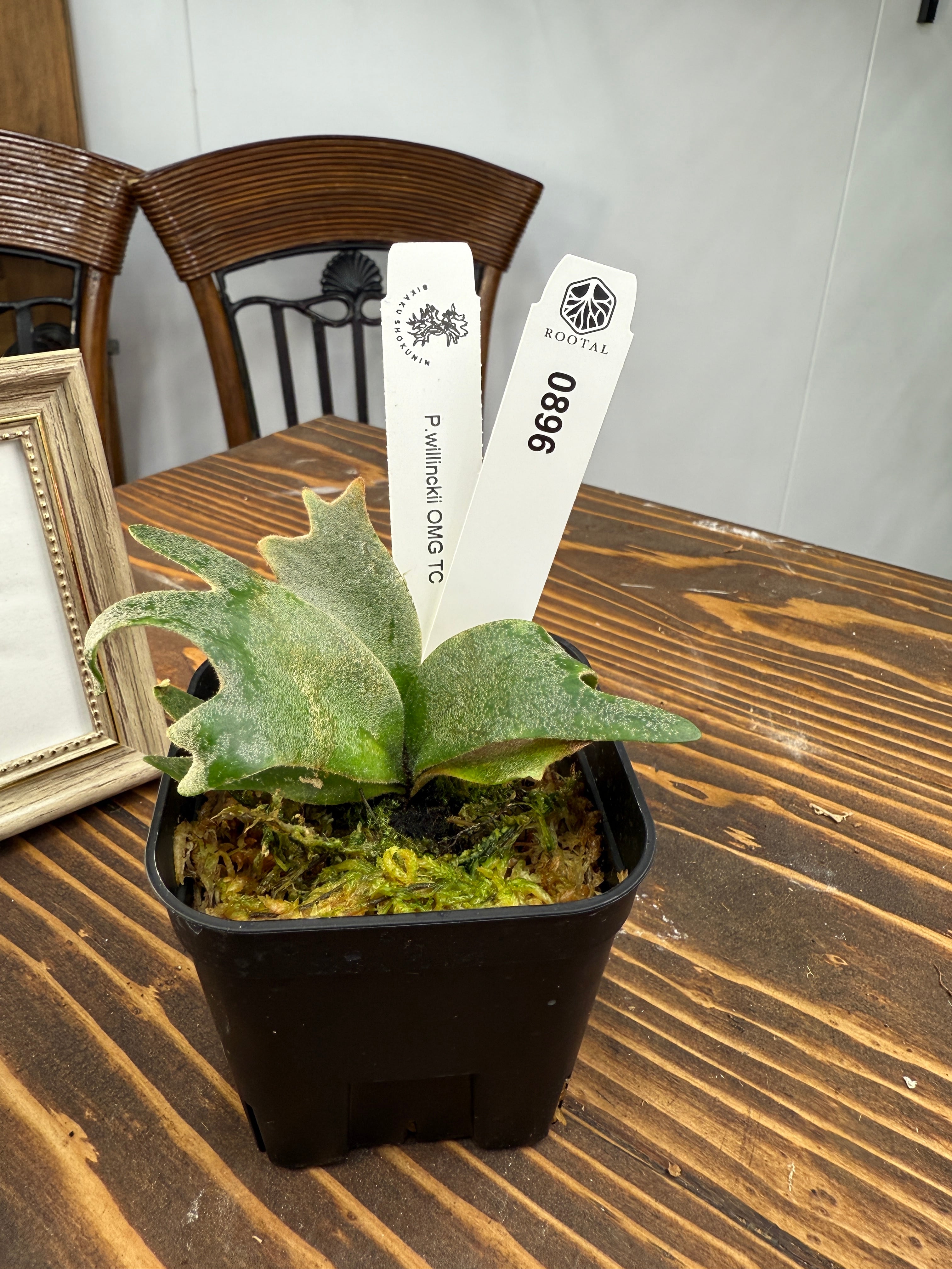 ビカクシダ | ROOTALPLANTS