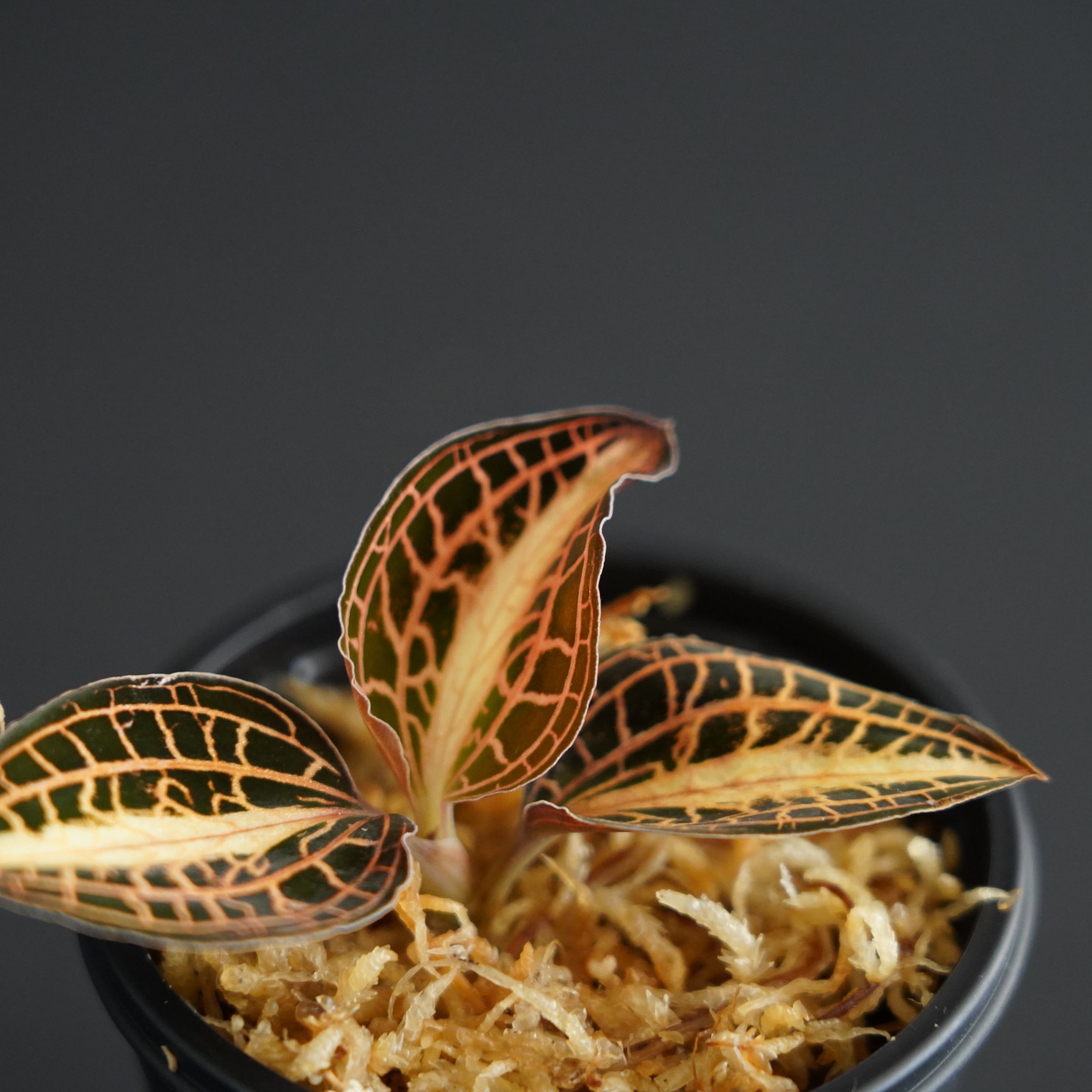 ◇現品◇アネクトキルス アルボリニアタス Anoectochilus albolineatus