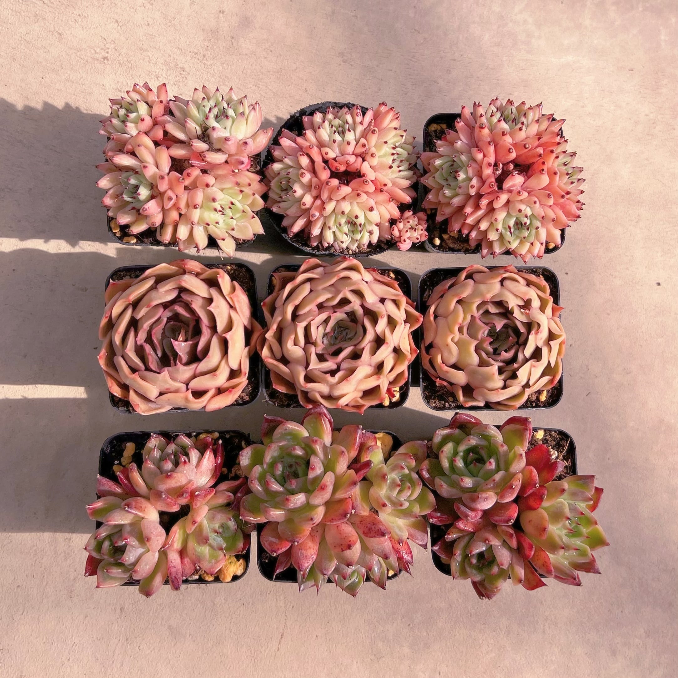 BASE販売会セットP