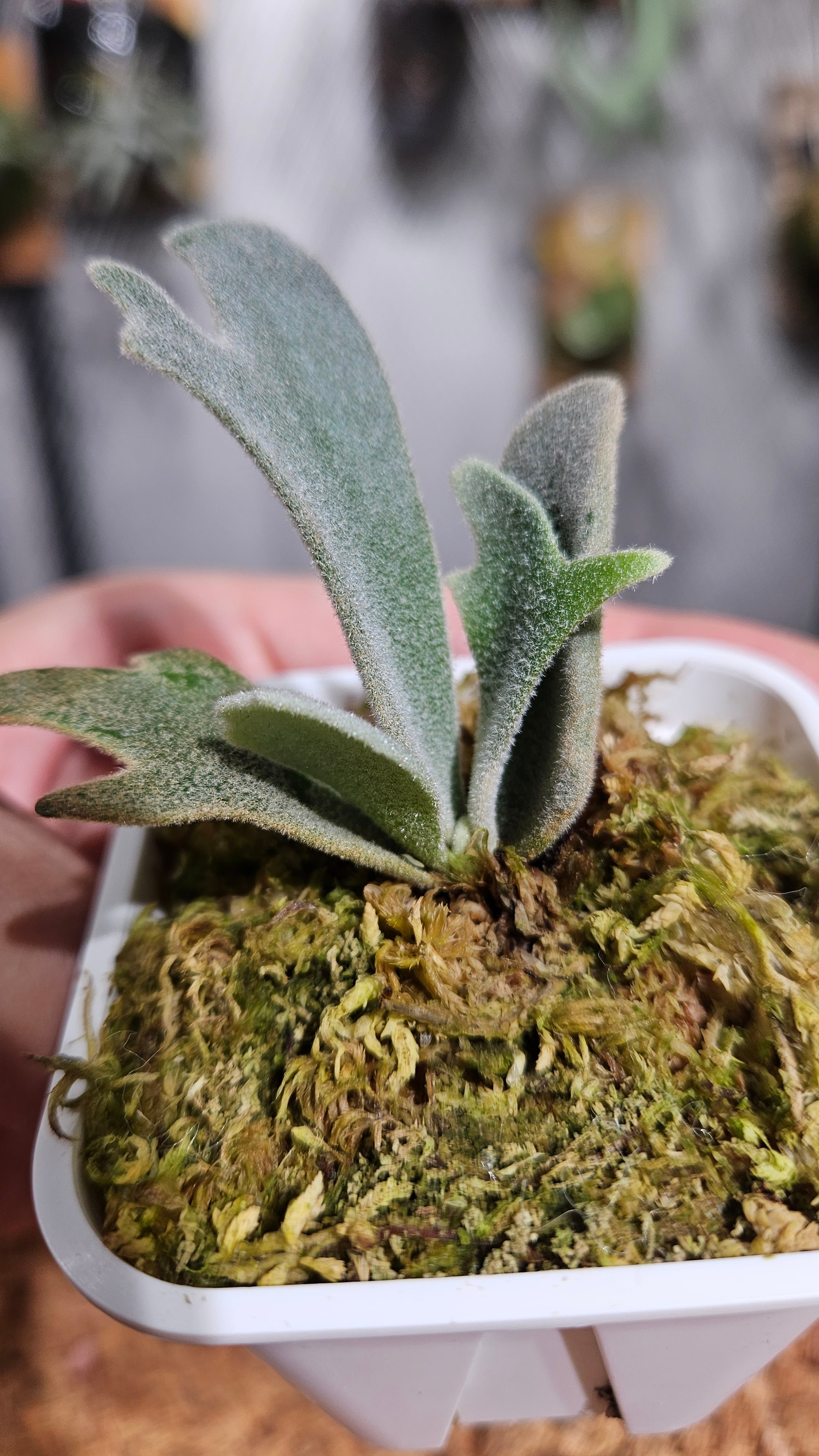 P.willinckii cv. Dairy Queen × P.willinckii Snow Elf Sporelings