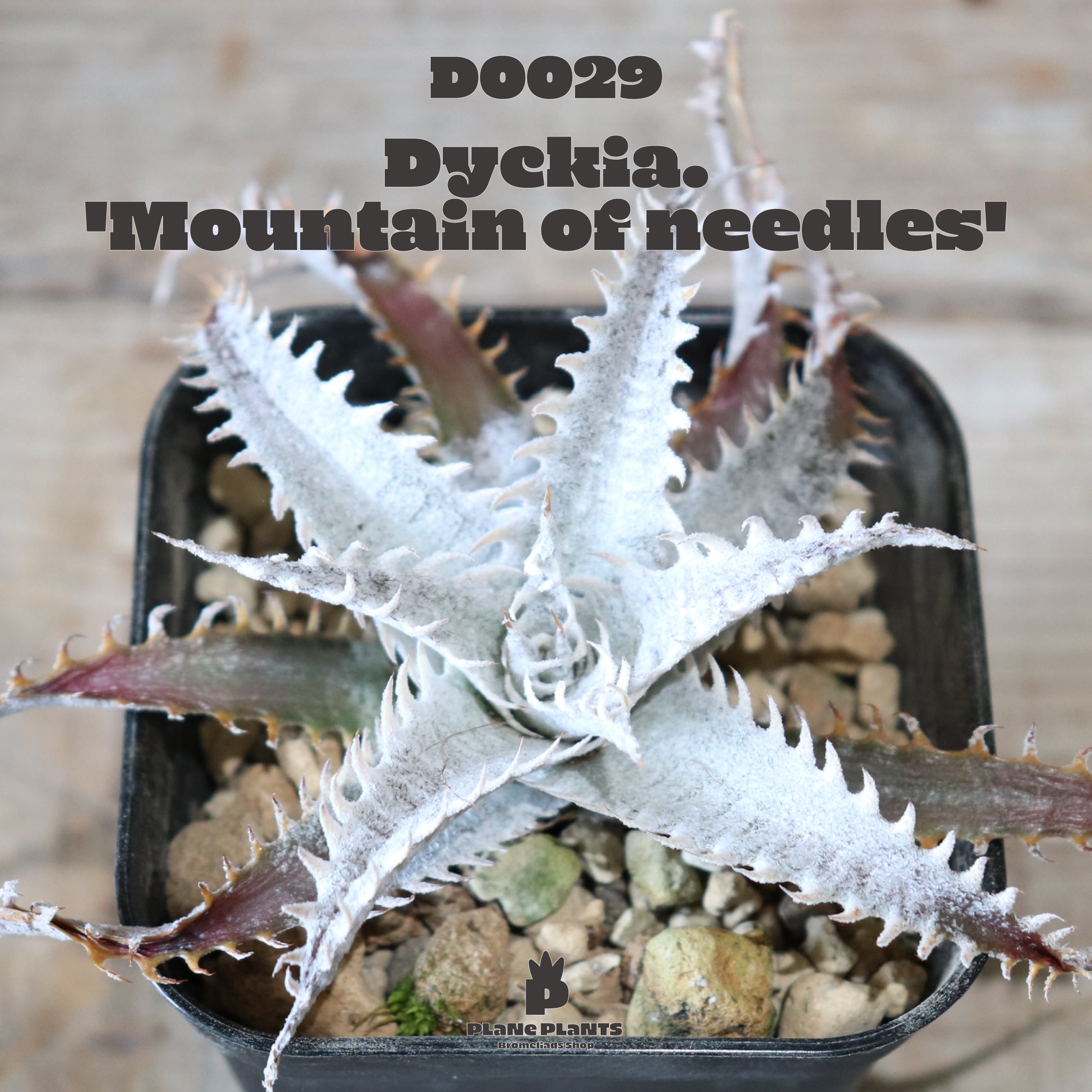 送料無料】'Mountain of Needles'〔ディッキア〕現品発送D0029 | plane