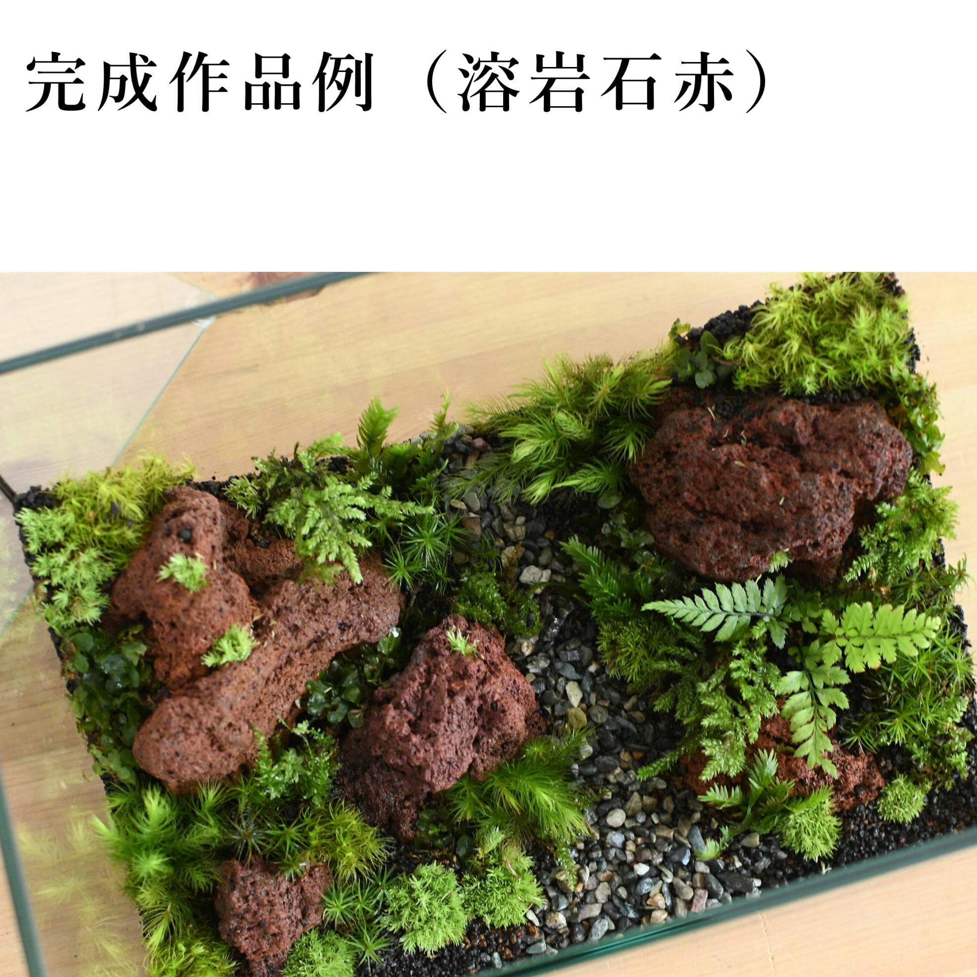 作製キット】苔の森が作れる 25cm水槽で作る苔テラリウム作製 作製キット】苔の森が作れる 25cm水槽で作る苔テラリウム作製
