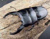 【WD】《ユーリケファルスヒラタ 69.5mm ペア》