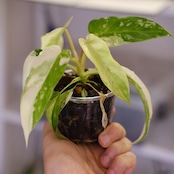 Philodendron Radiatum x Florida Beauty x Mayoi / フィロデンドロン②