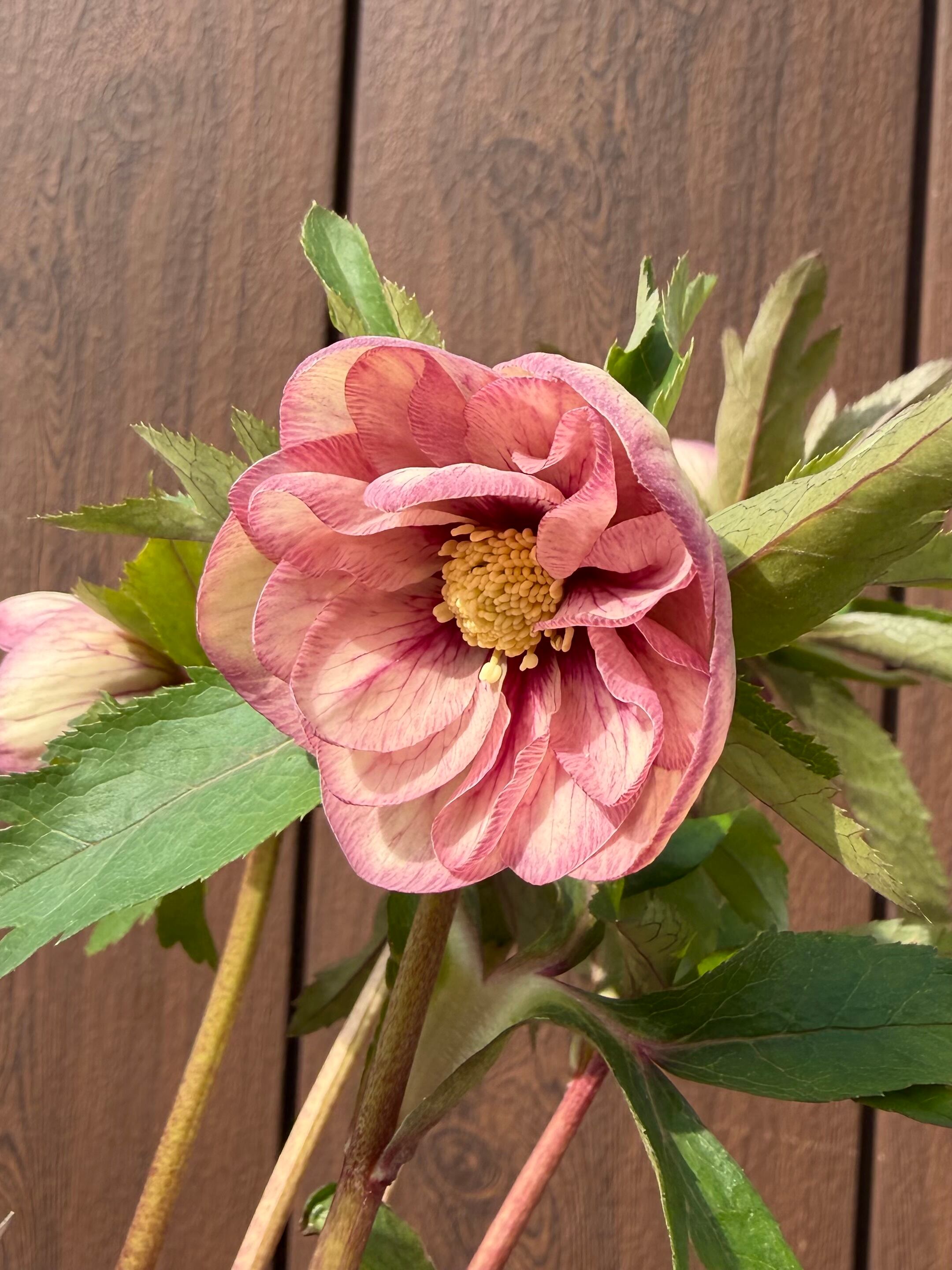 プリマ系ピンクグラデーション 加藤農園 クリスマスローズ【Ka03】送料