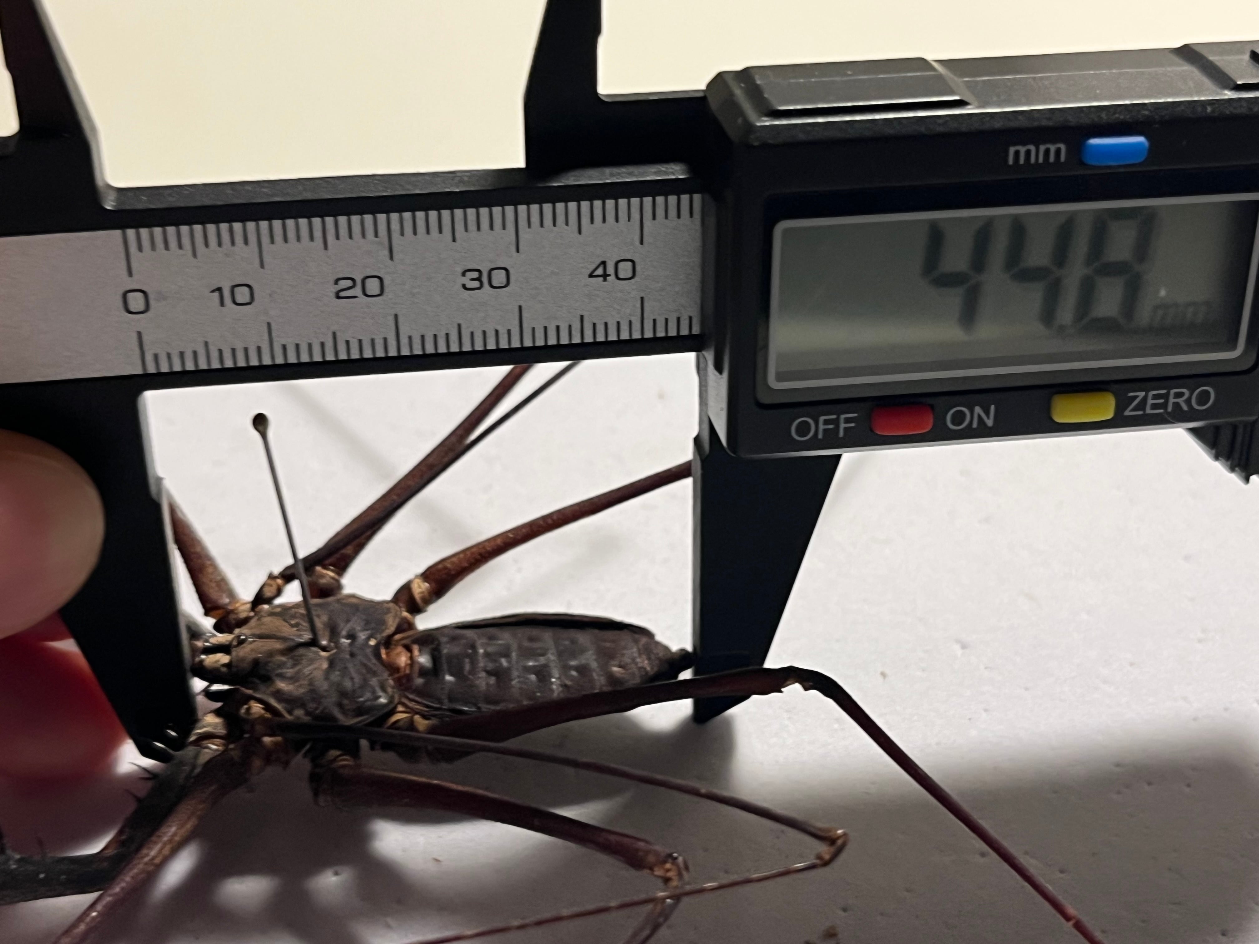 腕虫最大級】Heterophrynus sp.ウデムシ 標本 ヒヨケムシ 三大奇蟲
