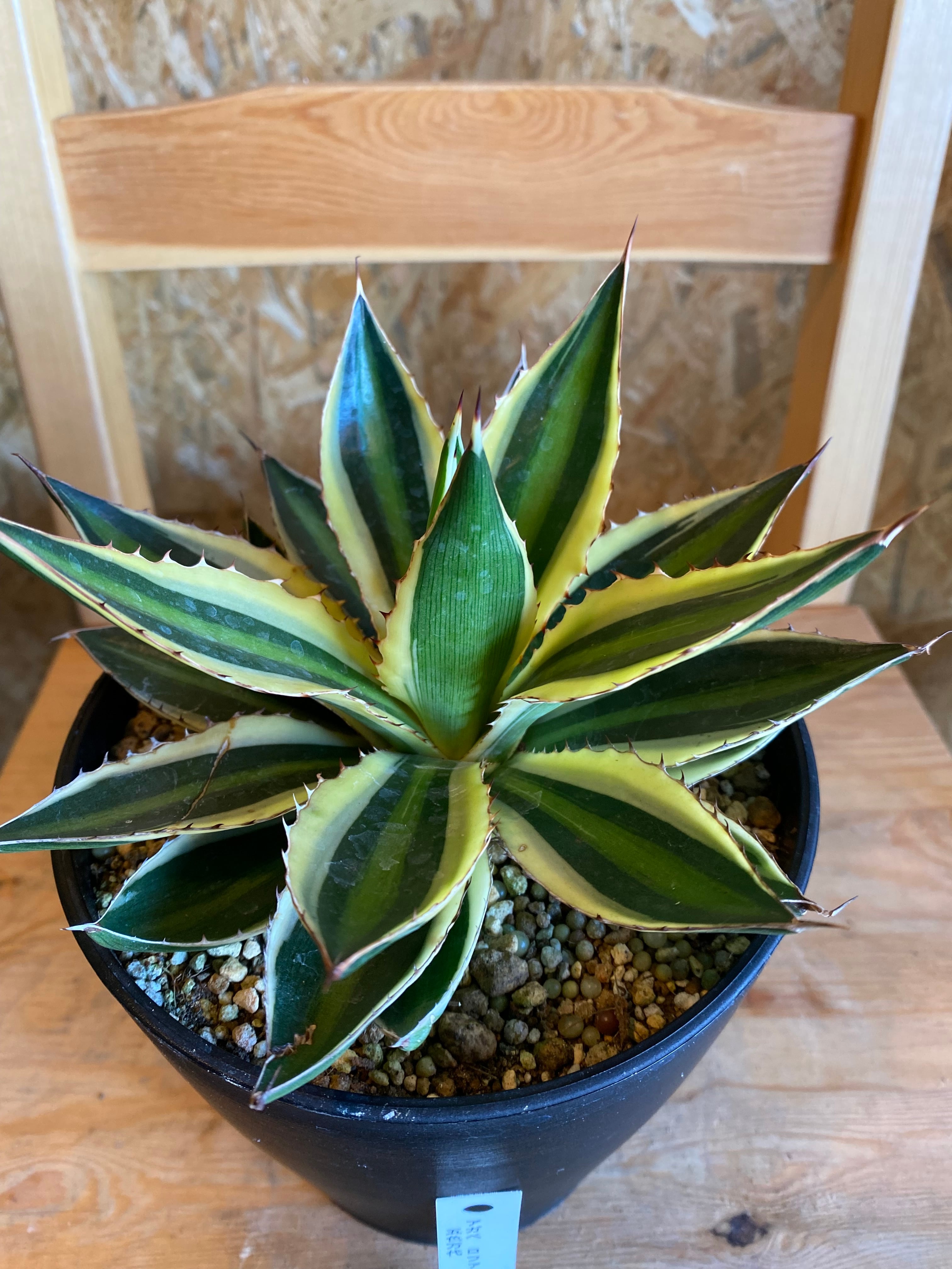 アガベ ロファンサ クアドリ 五色万代 H23cm W 16cm | Garden Varejo アガベ ロファンサ クアドリ 五色万代 H23cm W 16cm | Garden Varejo