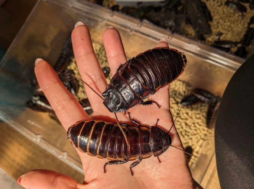 マダゴキ バンワエレベキ 幼虫L10匹 | ごちぶり家