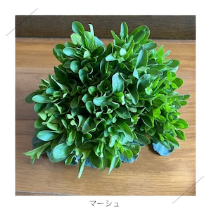 ＜不定期便・3/16（火）収穫・発送＞【小さいサイズ】季節のお野菜セット