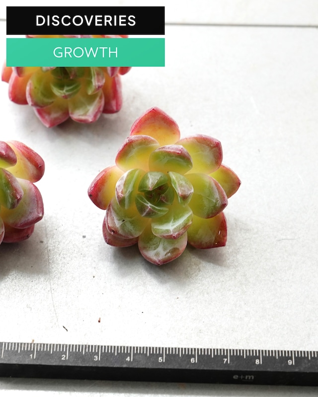 発根済カット苗 ピンクムーン M Echeveria 'Pink Moon'
