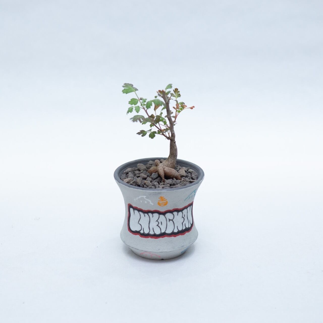 【新着】Pachycormus discolor 2 × グラフィティ鉢 【ウンコちゃんの家具屋さん20周年記念鉢】パキコルムス ディスカラー 象の木