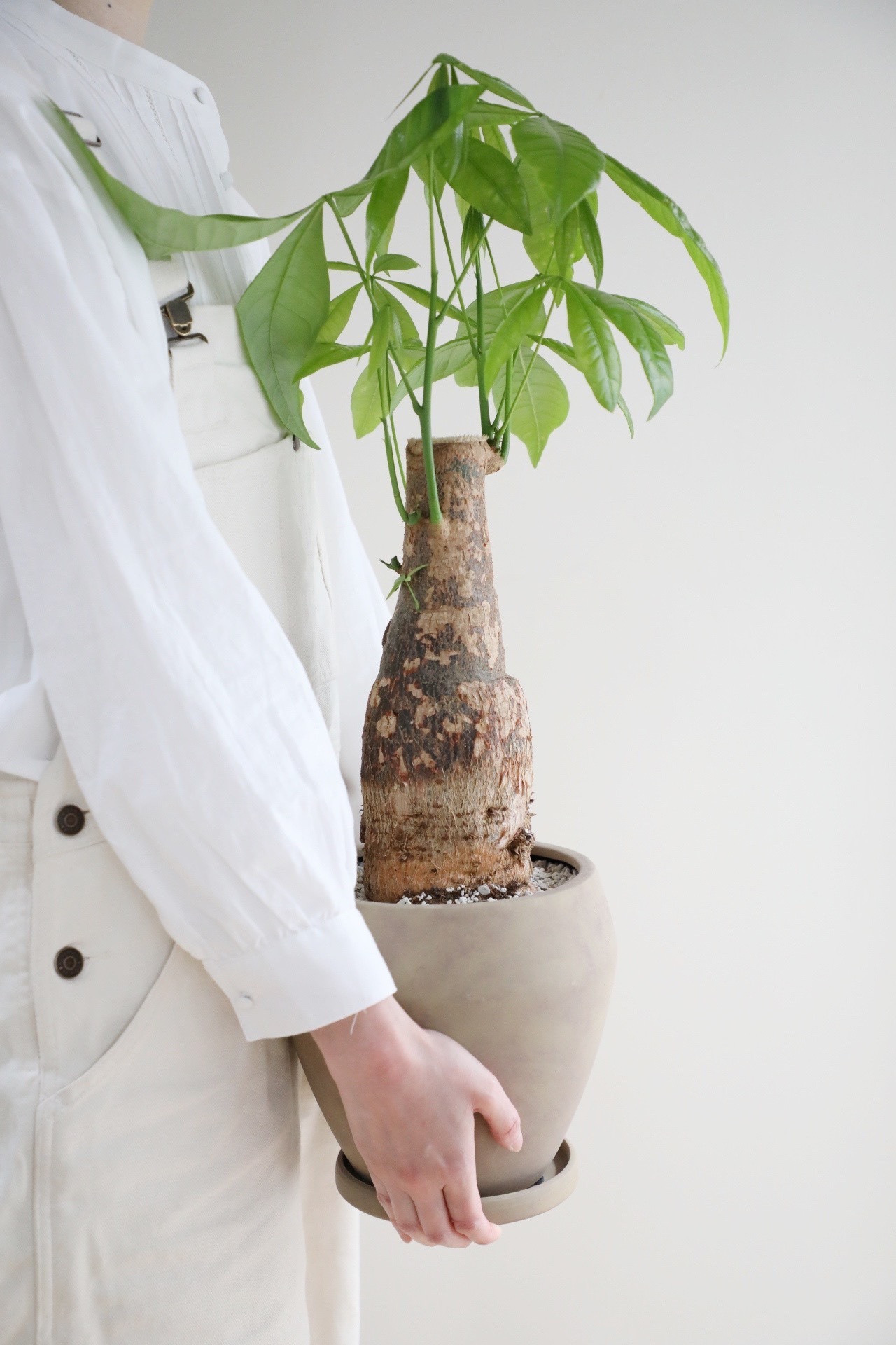 【M】パキラ /Pachira  ※陶器鉢付き