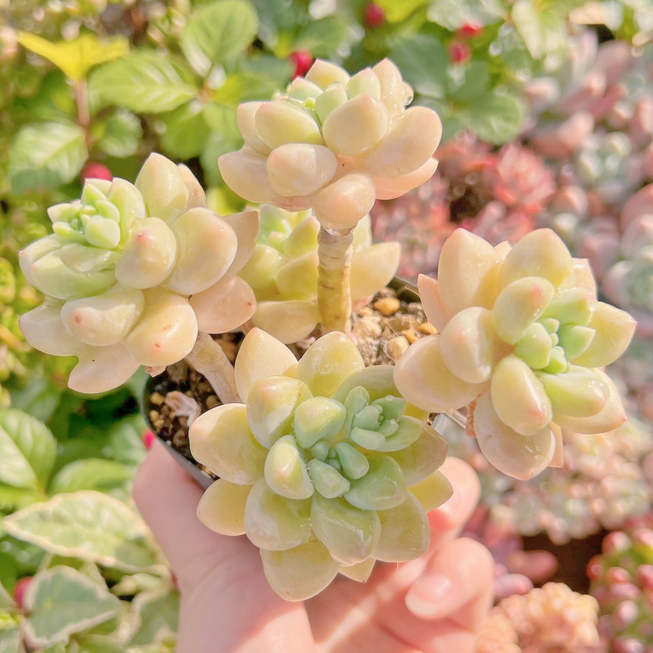 現品　ホワイトケーキ#789　るる農園