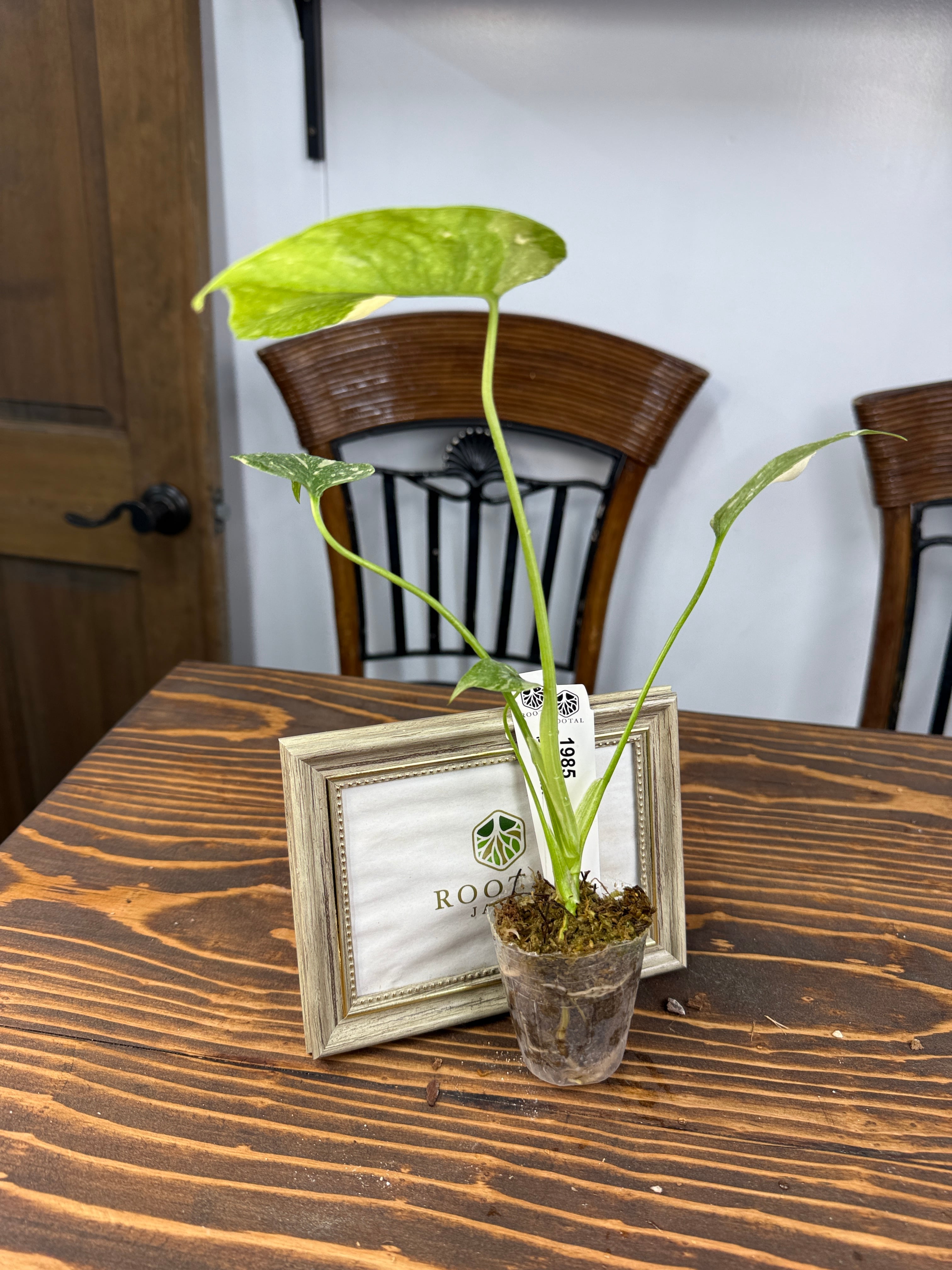 ☆1985 モンステラ デリシオーサ タイコンストレーション（口径5