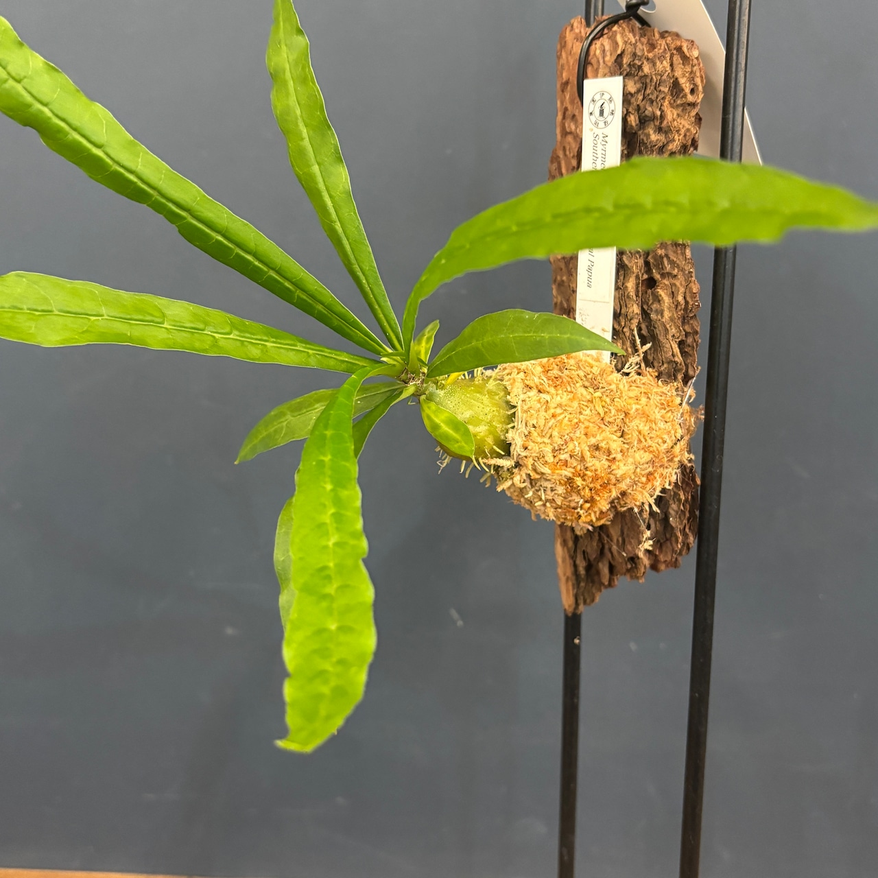 ミルメコディア erinacea【84】