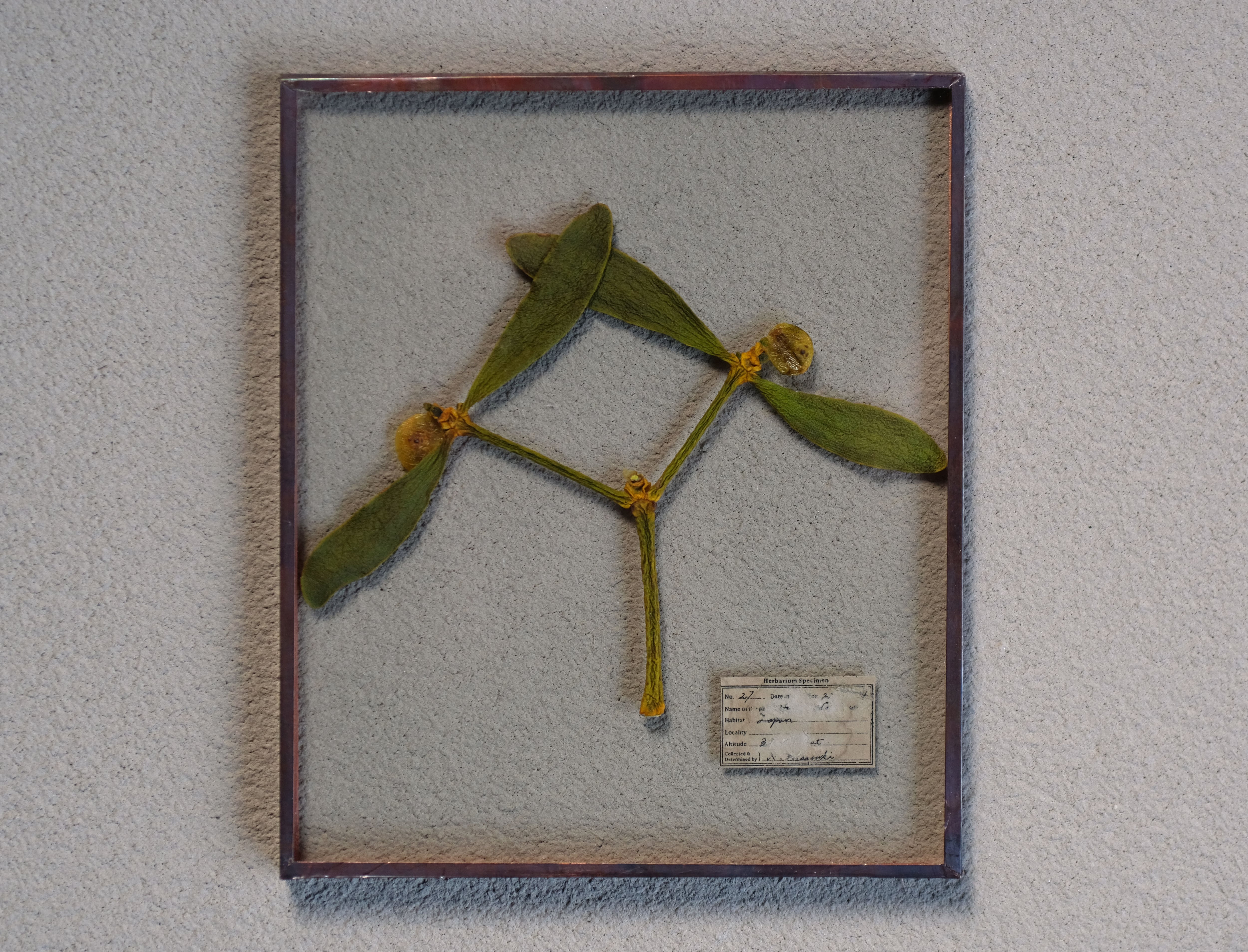 Glass Speciment /ガラス標本 | はいいろオオカミ＋花屋西別府商店