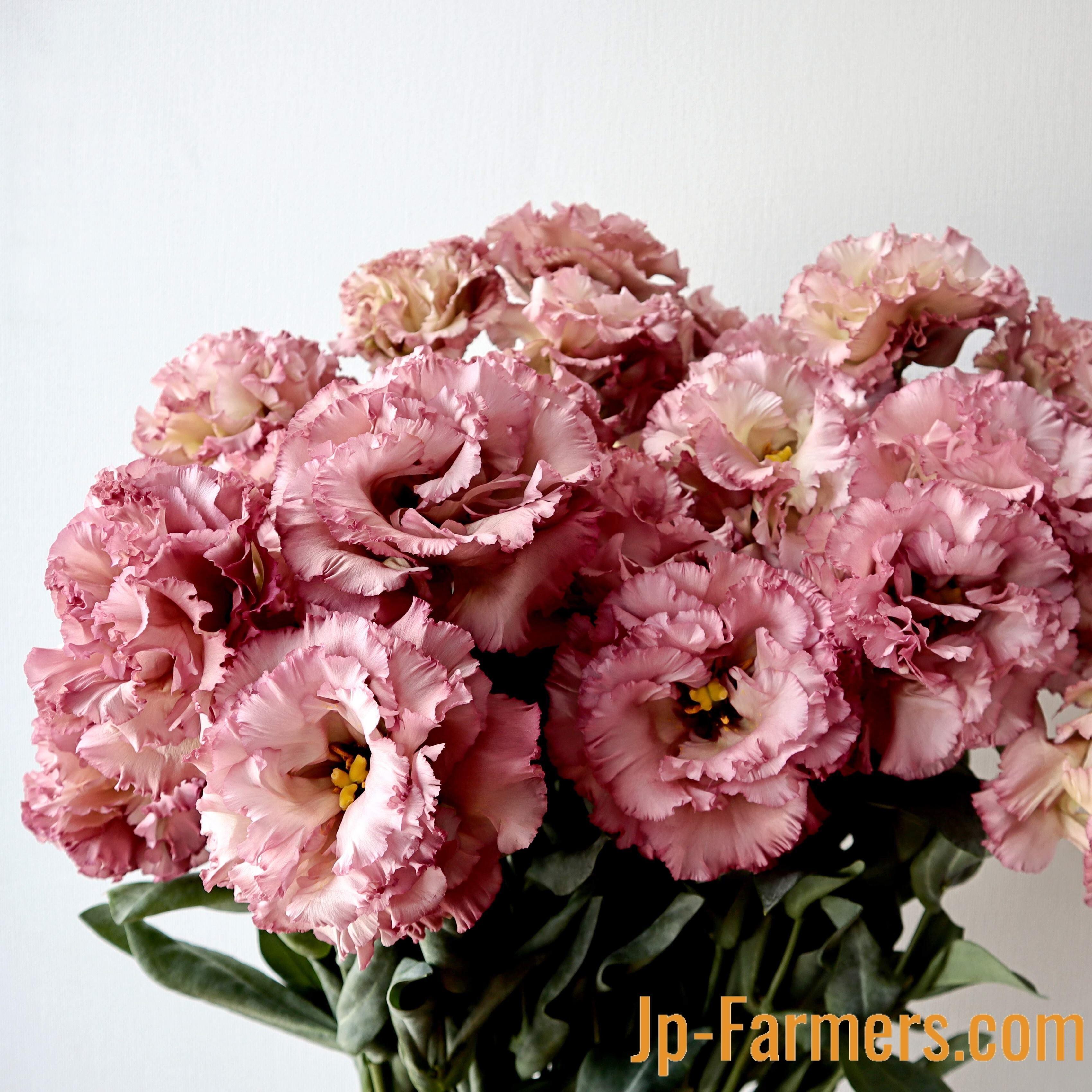 コサージュ仕立ての生みの親 フラワースピリット トルコキキョウ Nfアンティークピンク コサージュ仕立て のご紹介 Jp Farmers Com