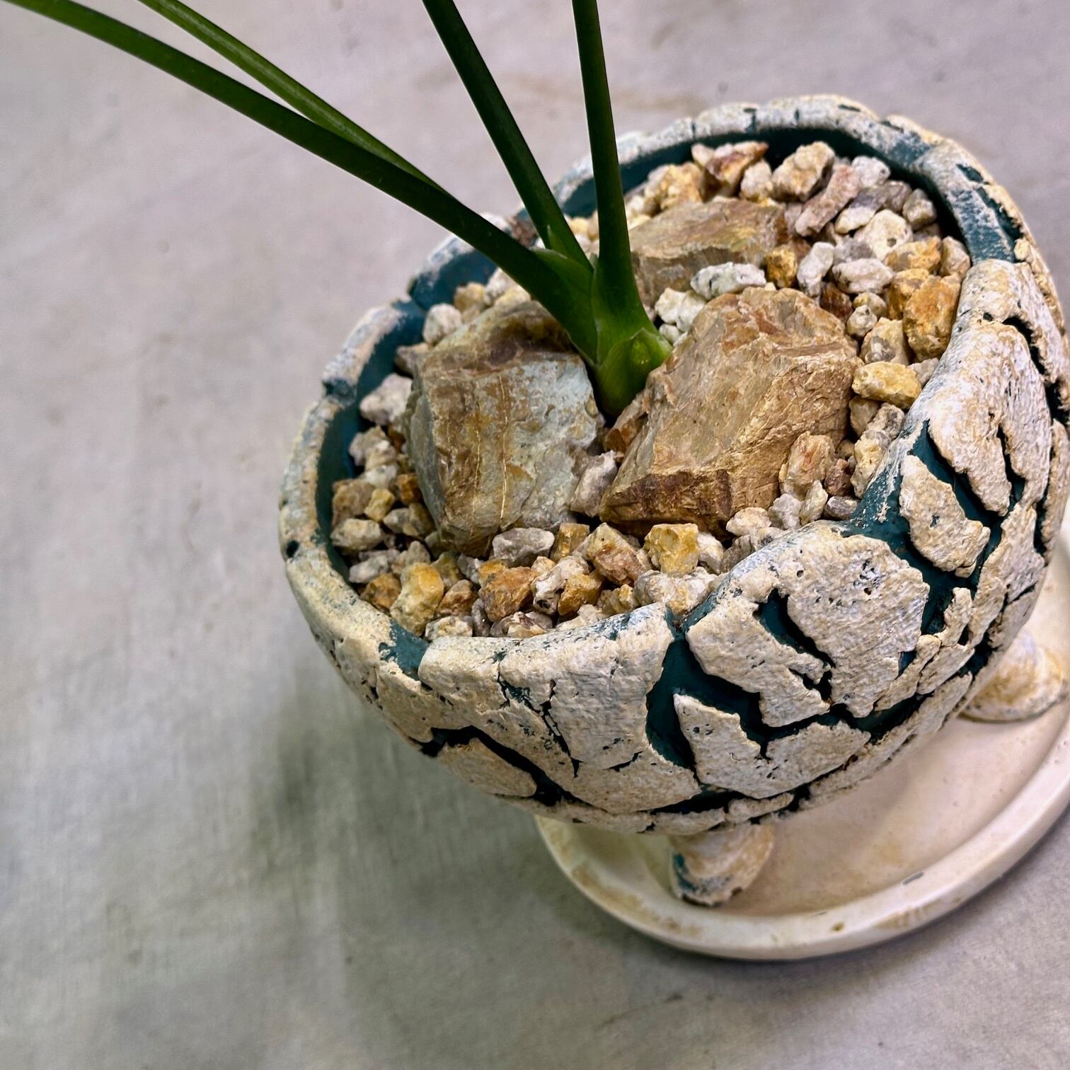 アロカシア・シヌアータ | Pay ID