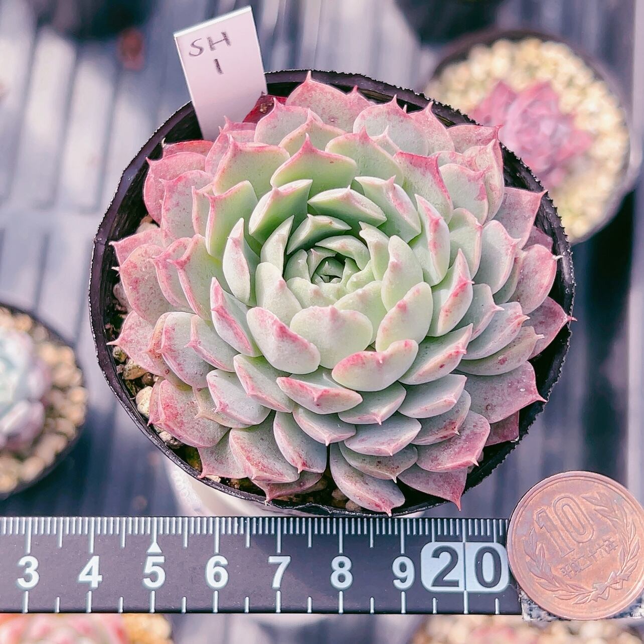 人気！韓国苗☆フライバード 人気！韓国苗☆フライバード 【公式通販】