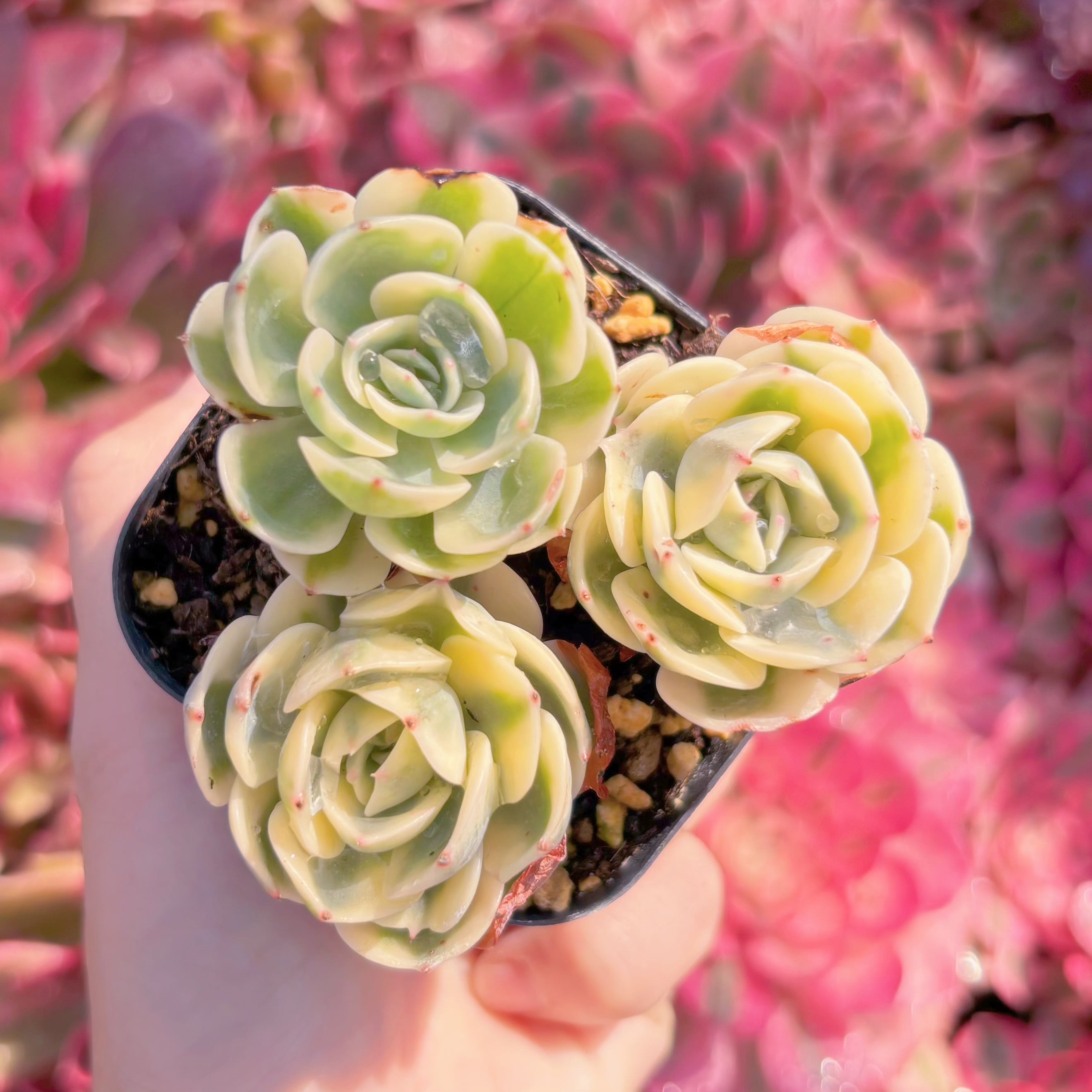 現品　ルノーディン#M131　るる農園